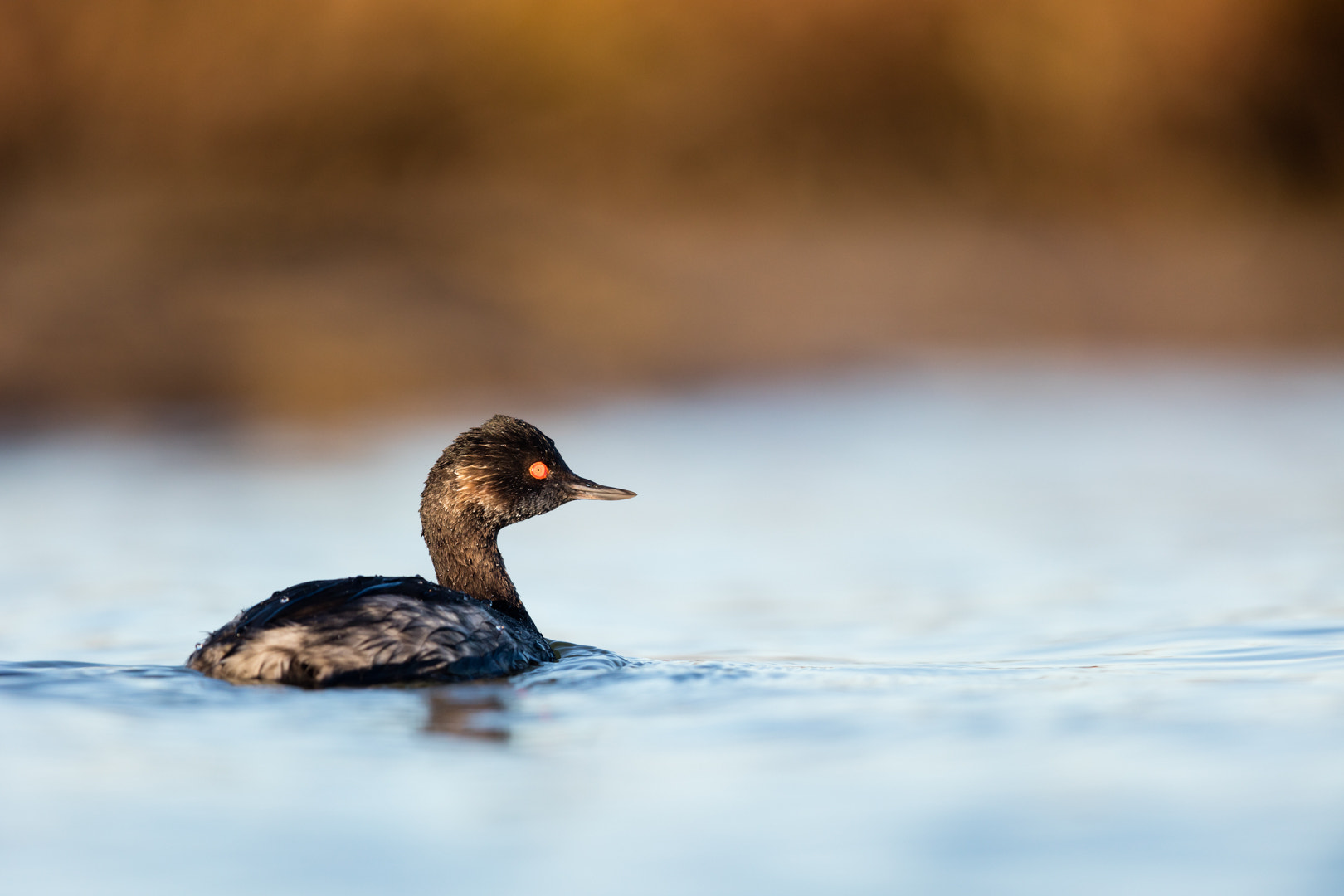 Canon EF 600mm F4L IS II USM sample photo. Bain de lumiere photography