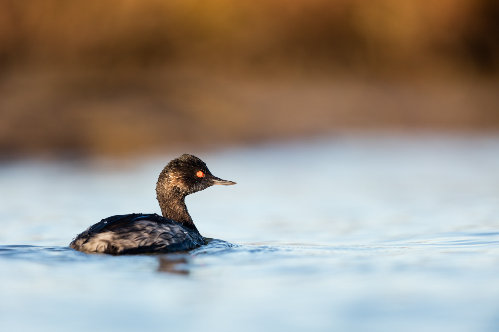 Canon EOS 5DS R + Canon EF 600mm F4L IS II USM sample photo. Bain de lumiere photography