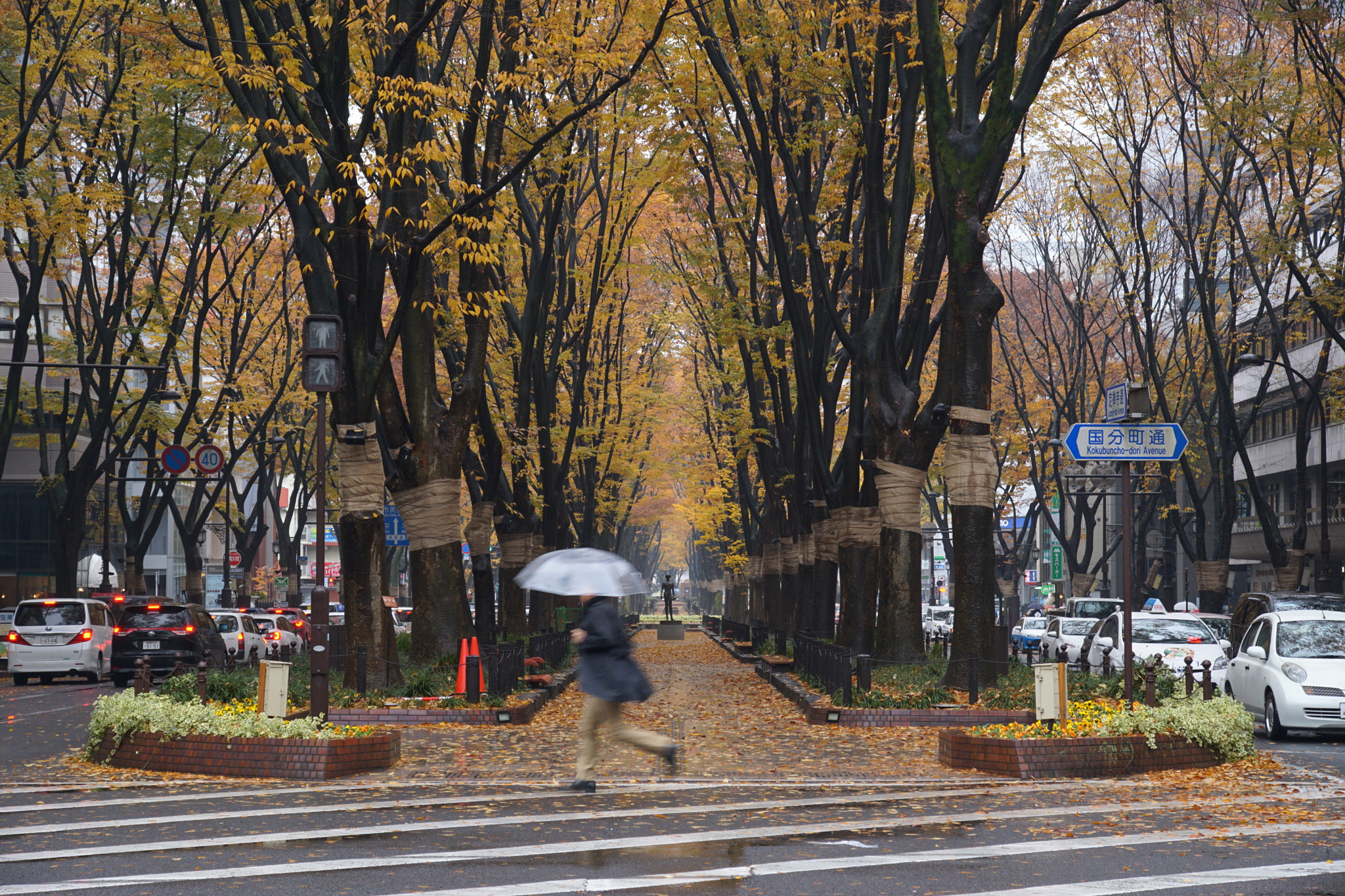 Sony ILCA-77M2 sample photo. Autumn rain photography