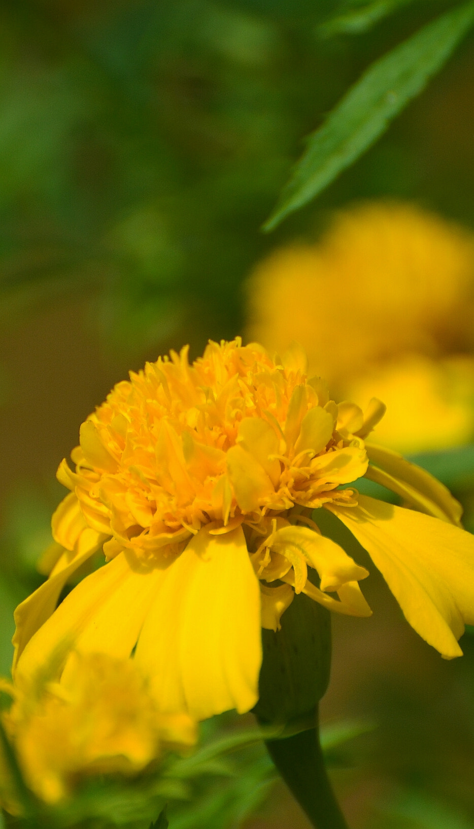 Nikon D5100 sample photo. Yellowness flowers photography