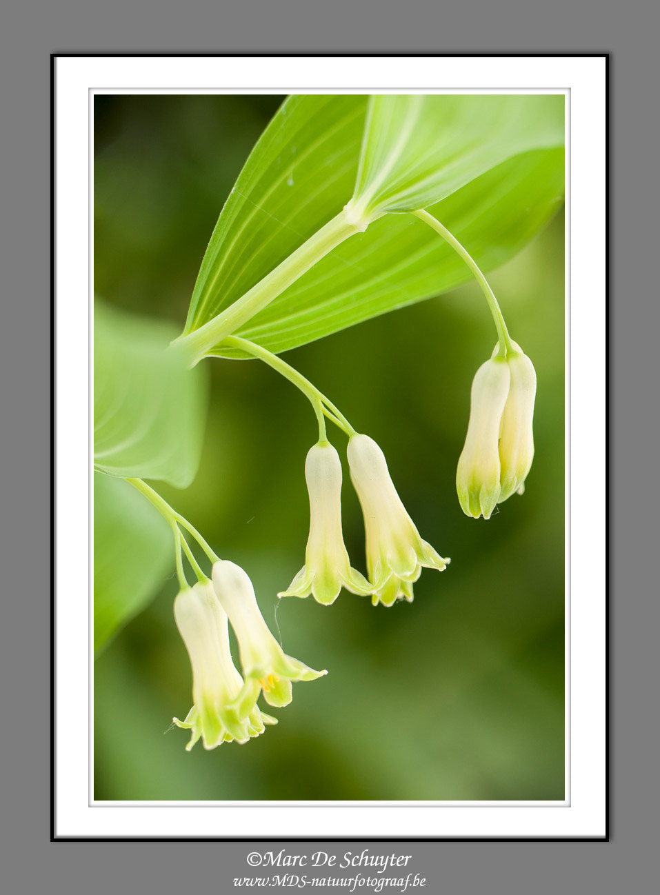 Canon TS-E 90mm F2.8 Tilt-Shift sample photo. Solomon's seal photography