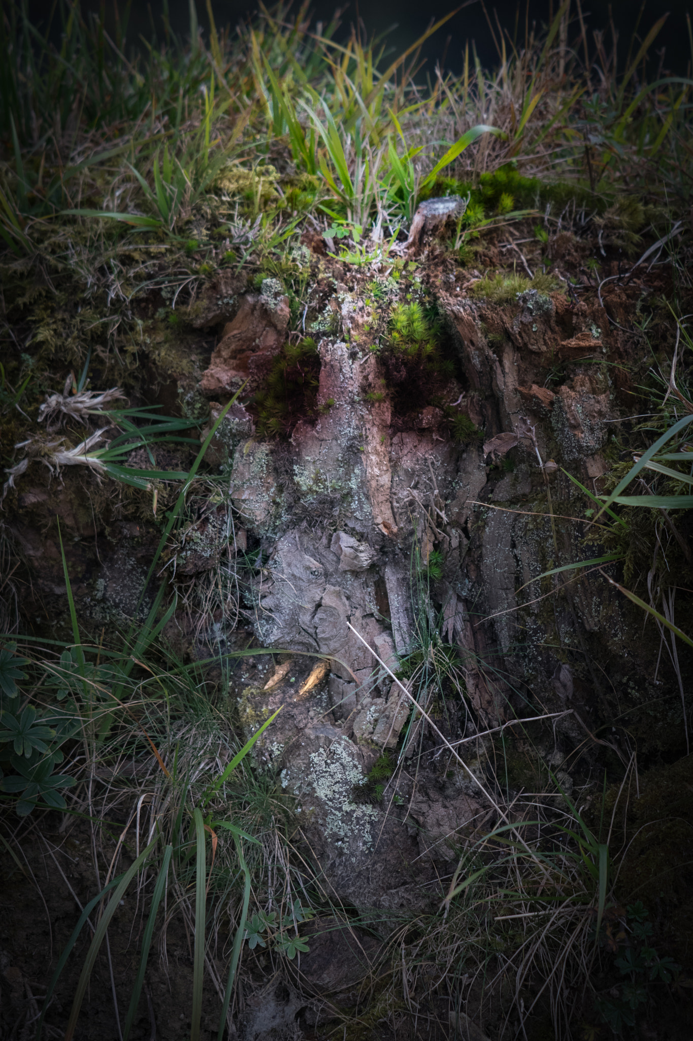 Nikon AF-S DX Micro-Nikkor 85mm F3.5G ED VR sample photo. Wood/grass face photography