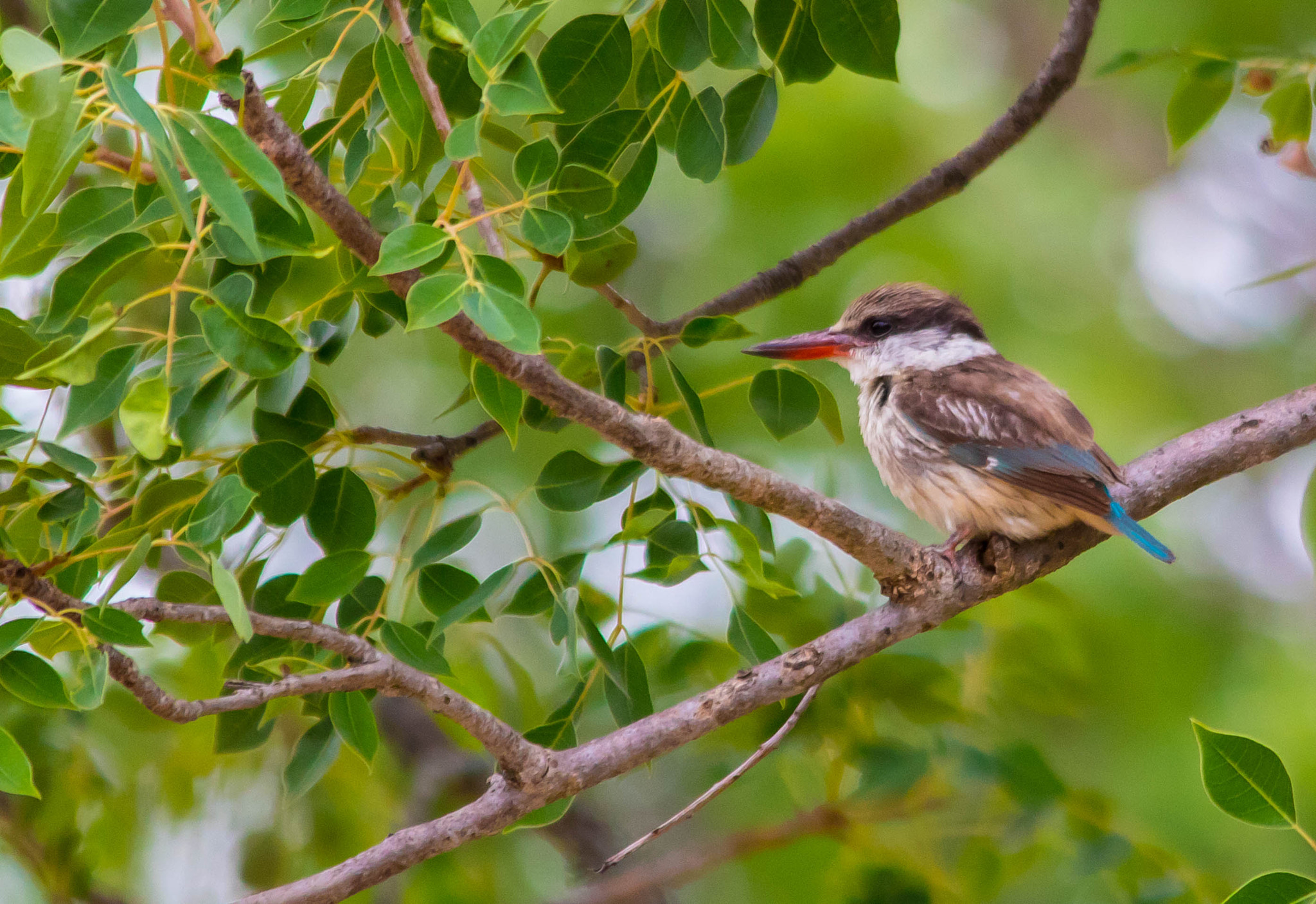 Canon EOS 750D (EOS Rebel T6i / EOS Kiss X8i) sample photo. Brown hooded kingfisher photography