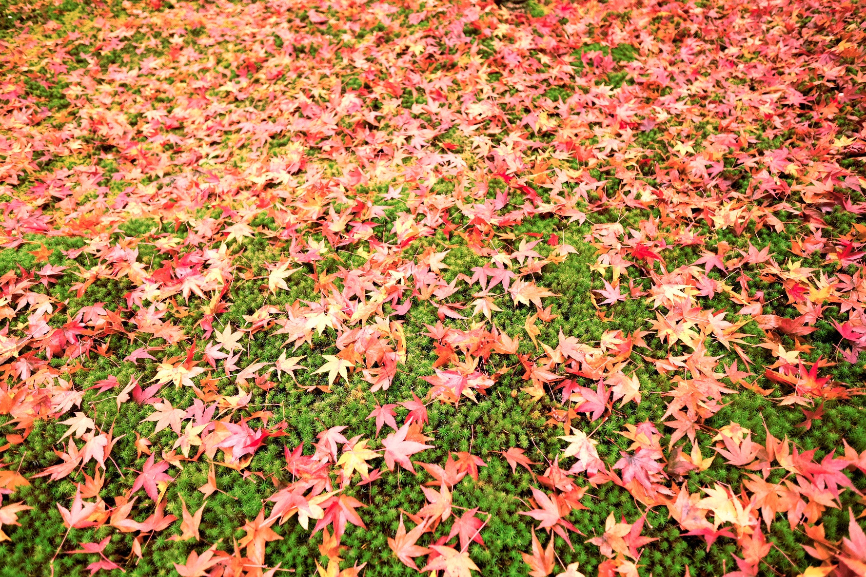 Fujifilm X-T10 + Fujifilm XF 14mm F2.8 R sample photo. Enkoji-temple photography