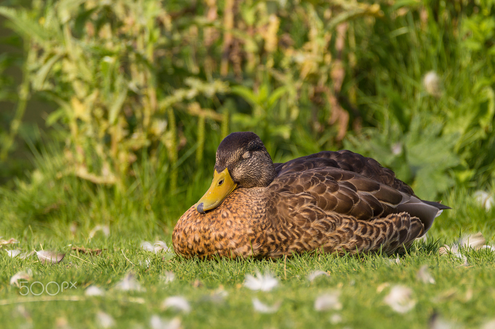 Canon EOS 1200D (EOS Rebel T5 / EOS Kiss X70 / EOS Hi) + Tamron SP 150-600mm F5-6.3 Di VC USD sample photo. Sleeping duck photography