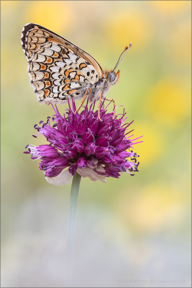 Sigma 150mm f/2.8 EX DG OS HSM APO Macro sample photo. Melitaea phoebe photography