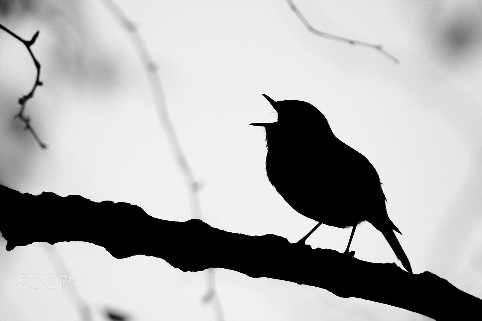 Tamron SP 150-600mm F5-6.3 Di VC USD sample photo. Abstract robin redbreast photography