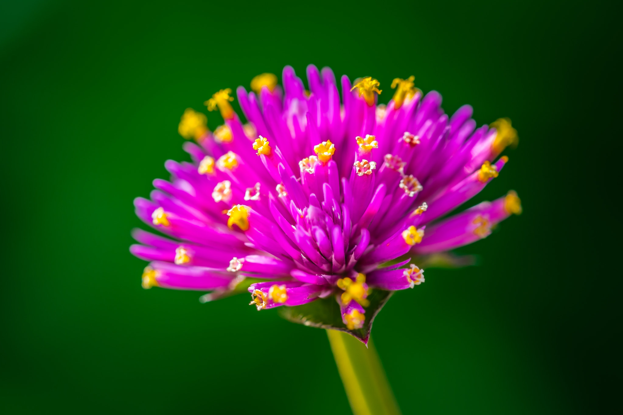 Sigma 105mm F2.8 EX DG OS HSM sample photo. Violet attraction photography