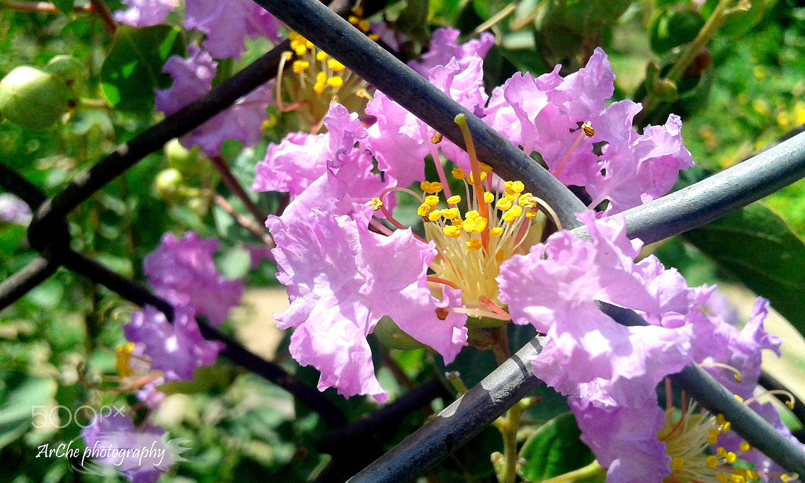 Samsung Galaxy Grand Neo sample photo. Reflecting petals photography