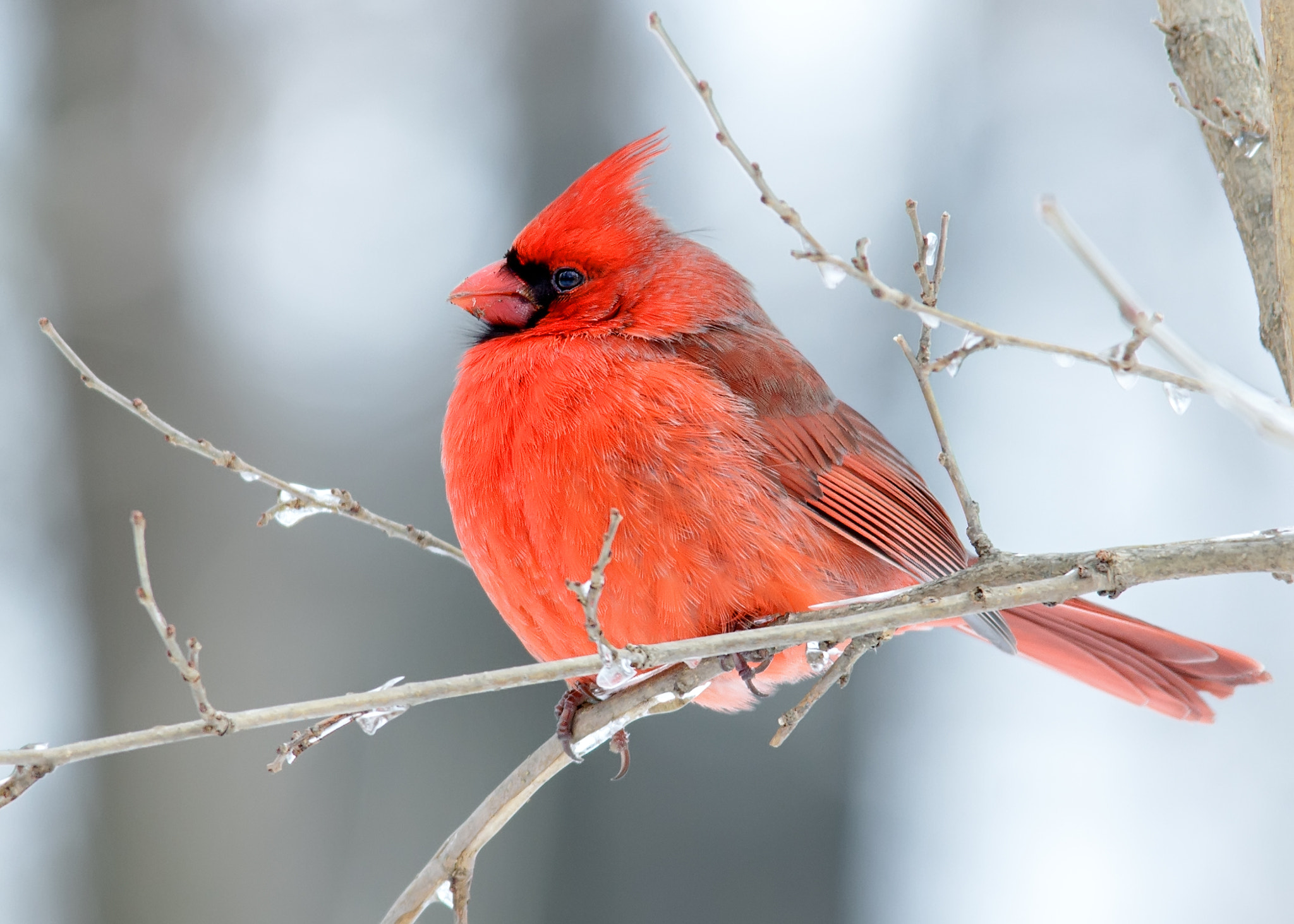 Sigma 150-500mm F5-6.3 DG OS HSM sample photo. Cardinal photography