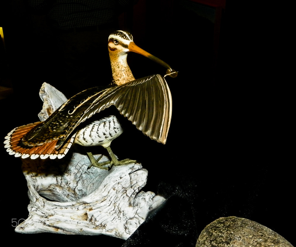Kodak EasyShare Z981 sample photo. American woodcock photography