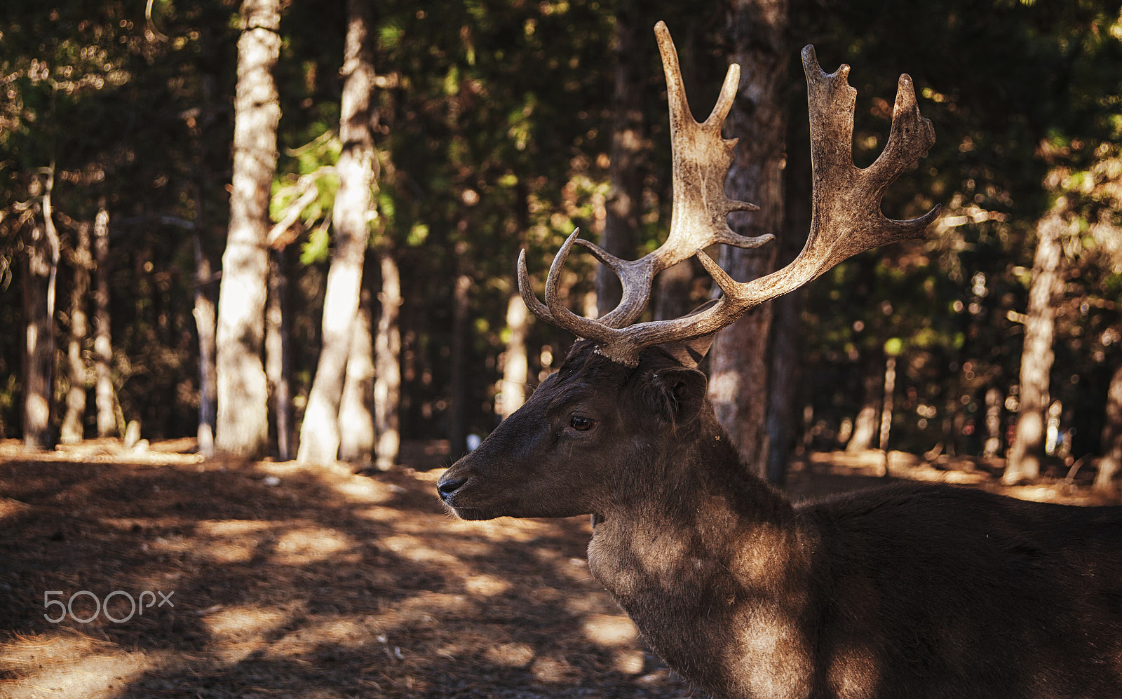 Canon EF 38-76mm f/4.5-5.6 sample photo. Deer photography