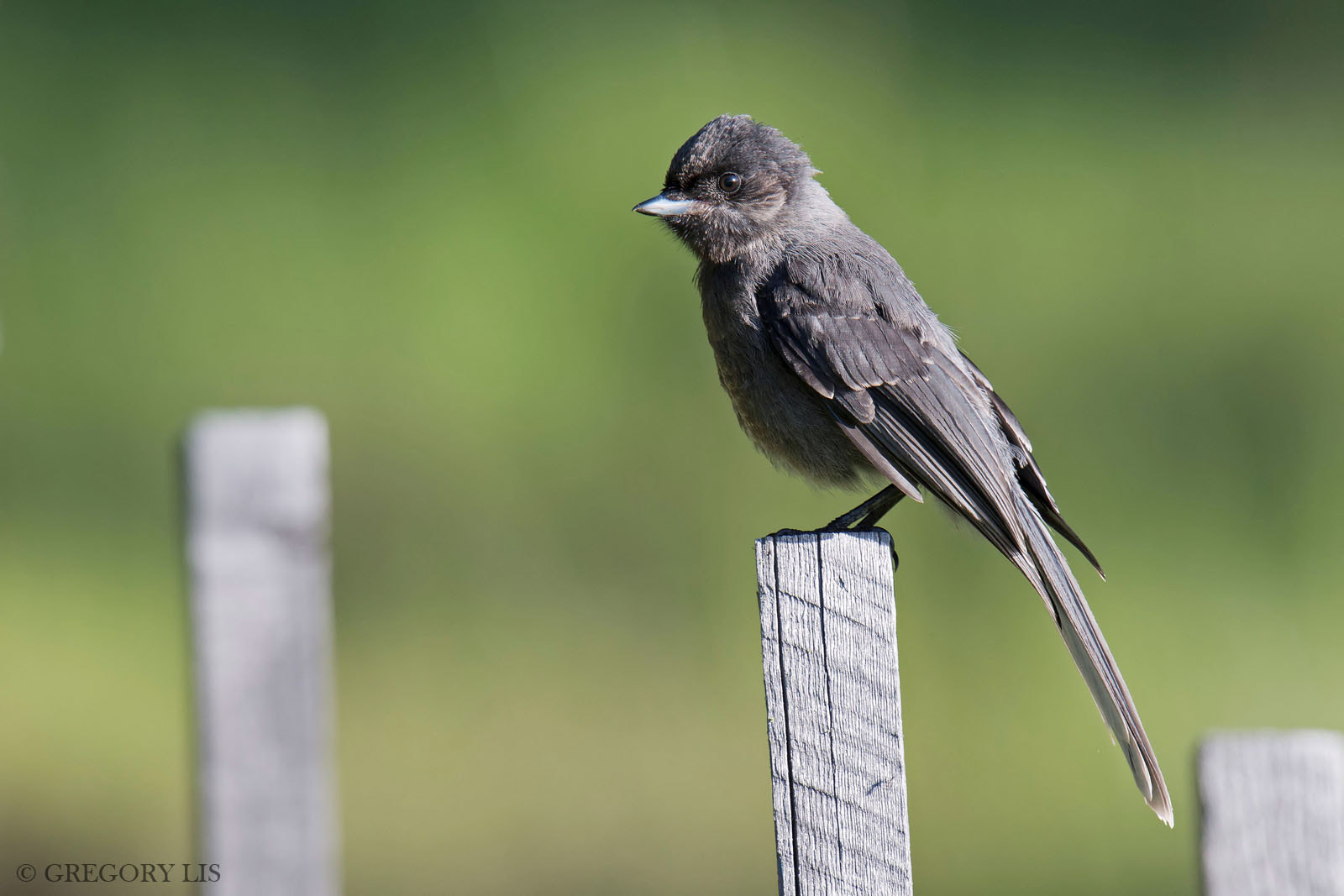 Nikon D800 + Nikon AF-S Nikkor 500mm F4G ED VR sample photo. Gray jay juvenile (perisoreus canadensis) photography