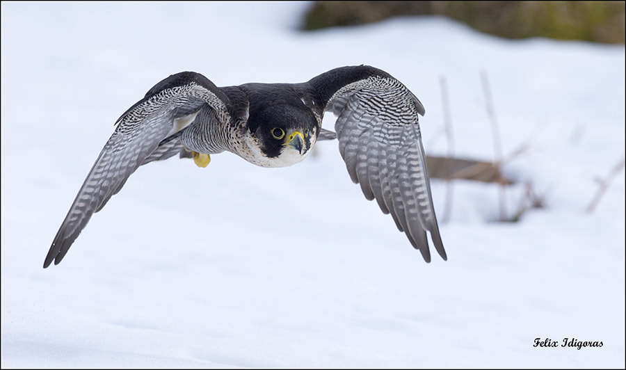 Canon EF 300mm F2.8L IS II USM sample photo. Vuelo rasante photography