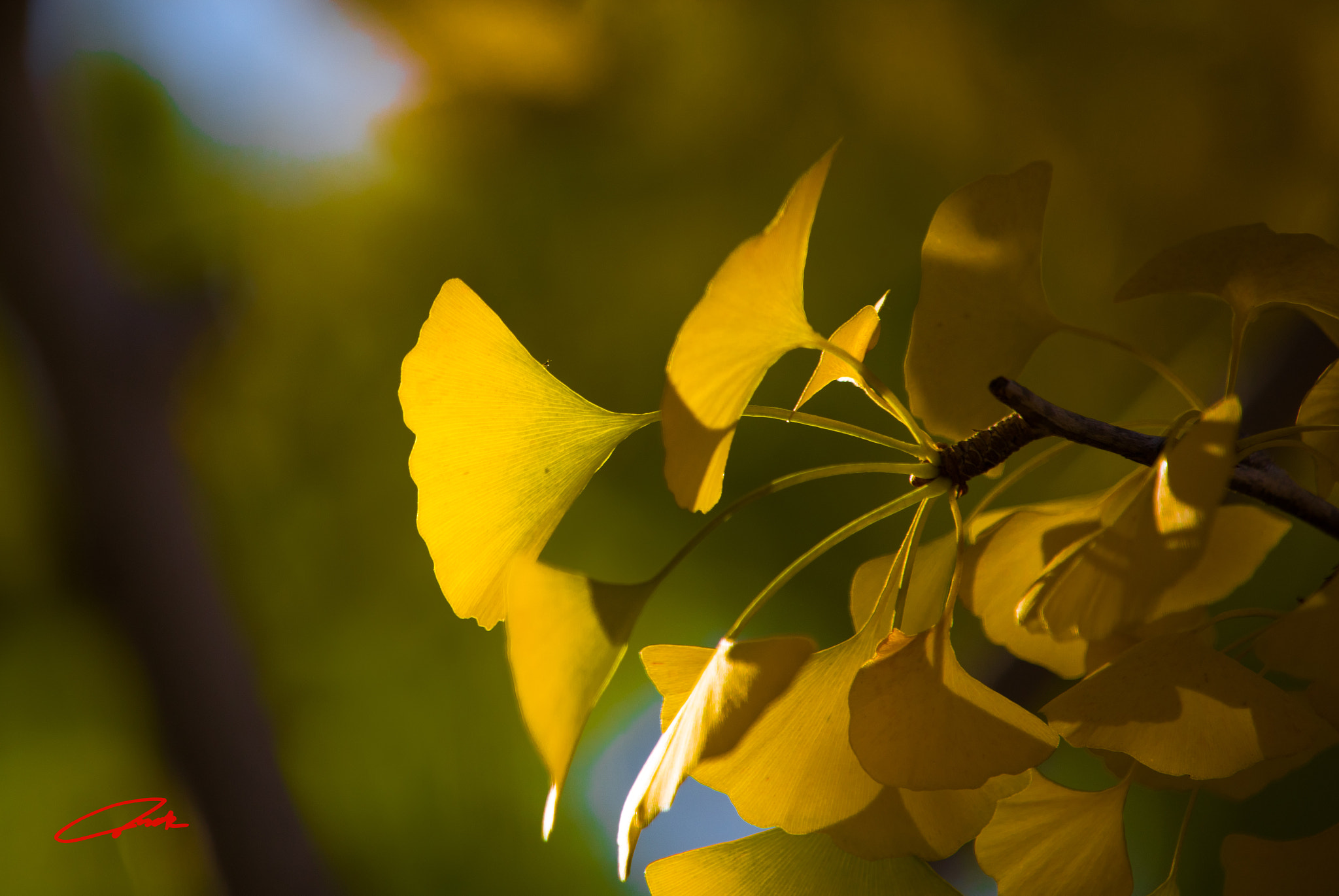 Canon EF 70-200mm F2.8L IS II USM sample photo. Autum leaf photography