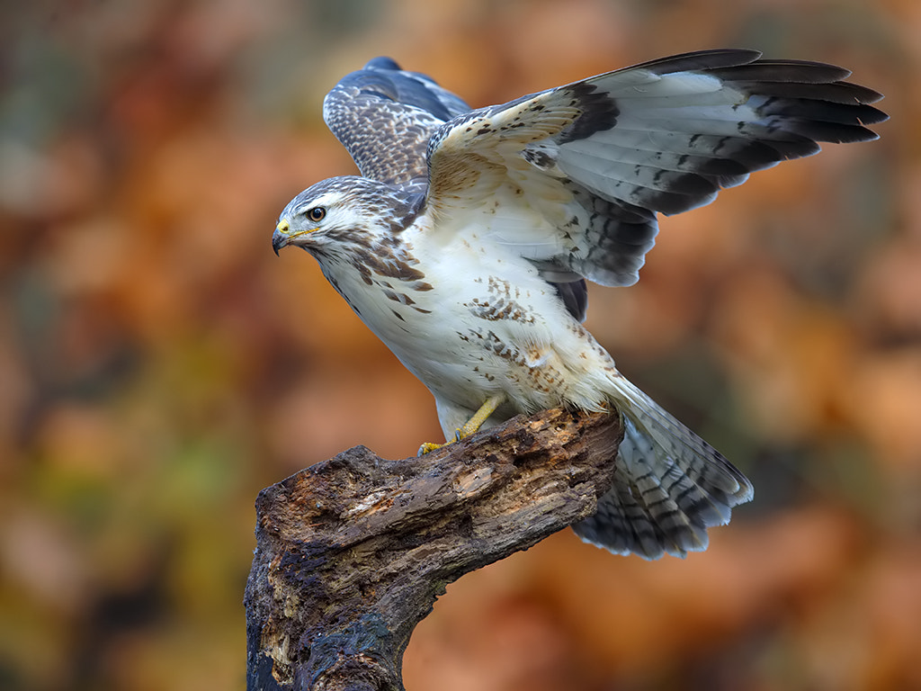 Canon EOS-1D X + Canon EF 600mm F4L IS II USM sample photo. Common buzzard,  female photography