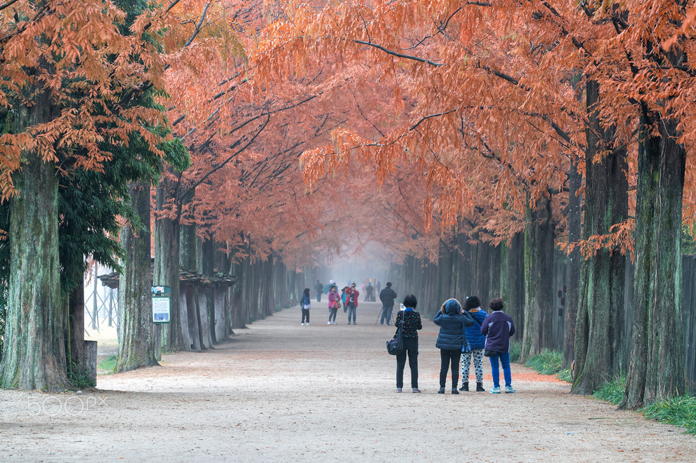 Sony a7R II sample photo. Fall photography