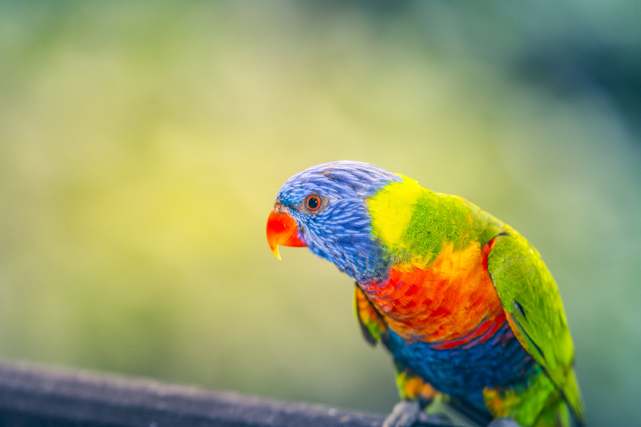 Nikon AF-S Nikkor 70-200mm F2.8G ED VR II sample photo. Lory bird photography