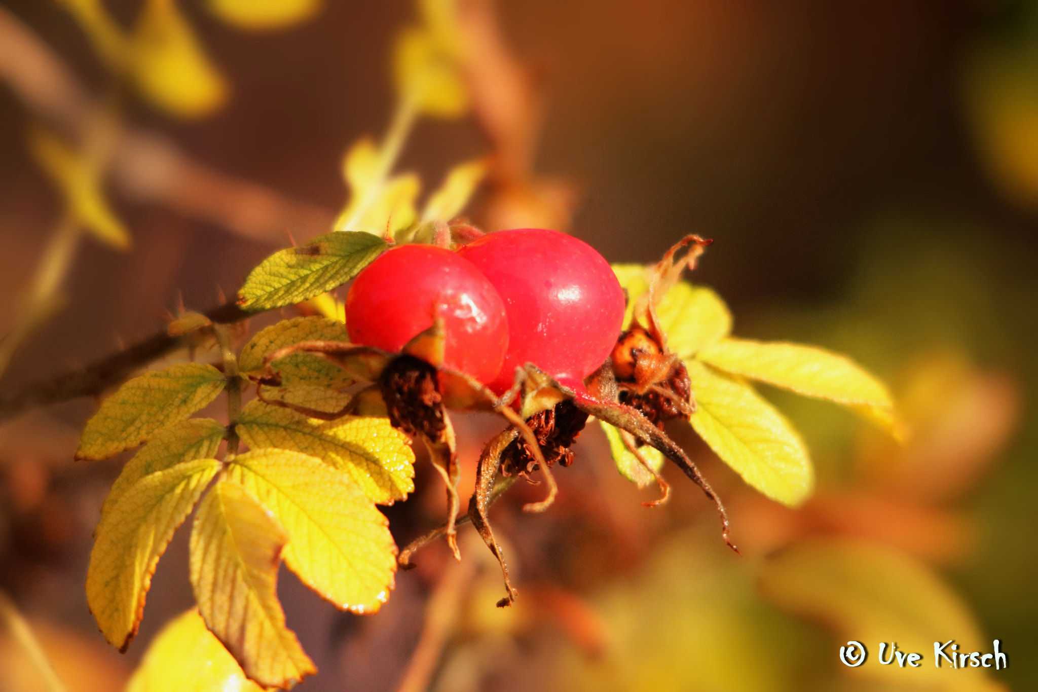 Sigma 150-500mm F5-6.3 DG OS HSM sample photo. Rosa rugosa hips photography
