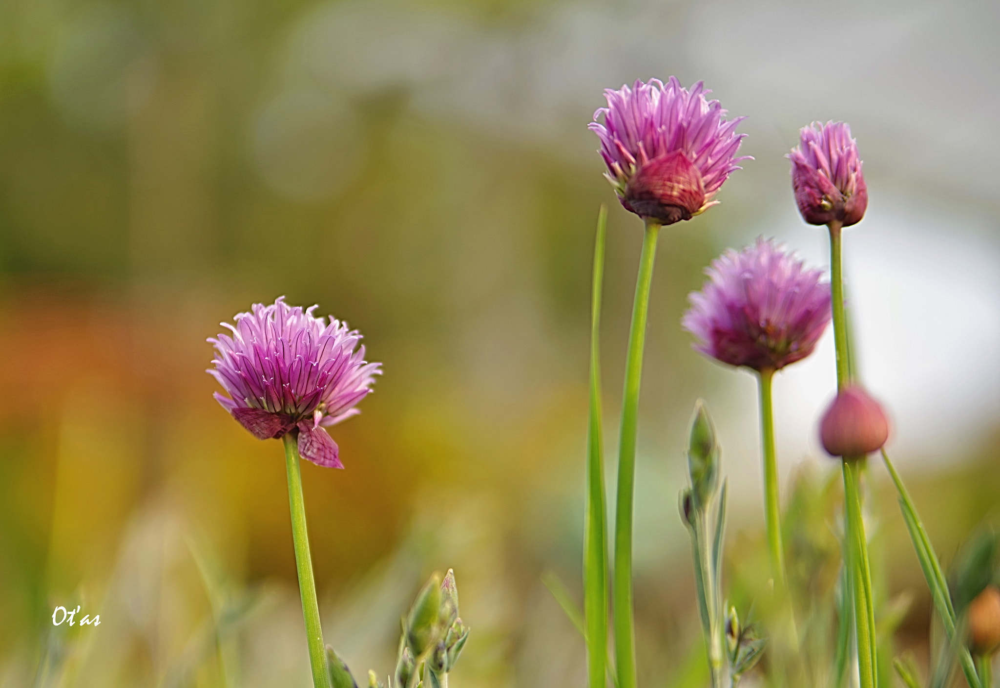 Pentax K-1 + Tamron AF 28-75mm F2.8 XR Di LD Aspherical (IF) sample photo. Chives photography