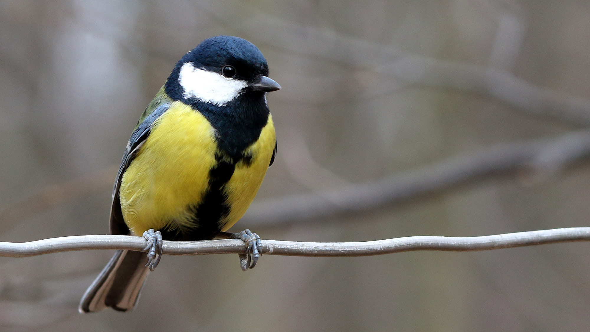 Canon EF 100mm F2.8L Macro IS USM sample photo. Parus major photography