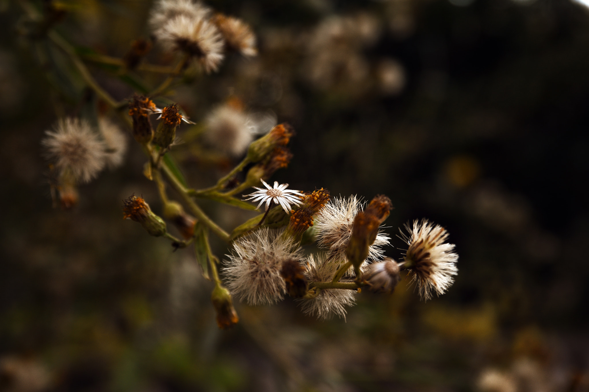 Nikon AF-S Nikkor 28-70mm F2.8 ED-IF sample photo. Alone photography