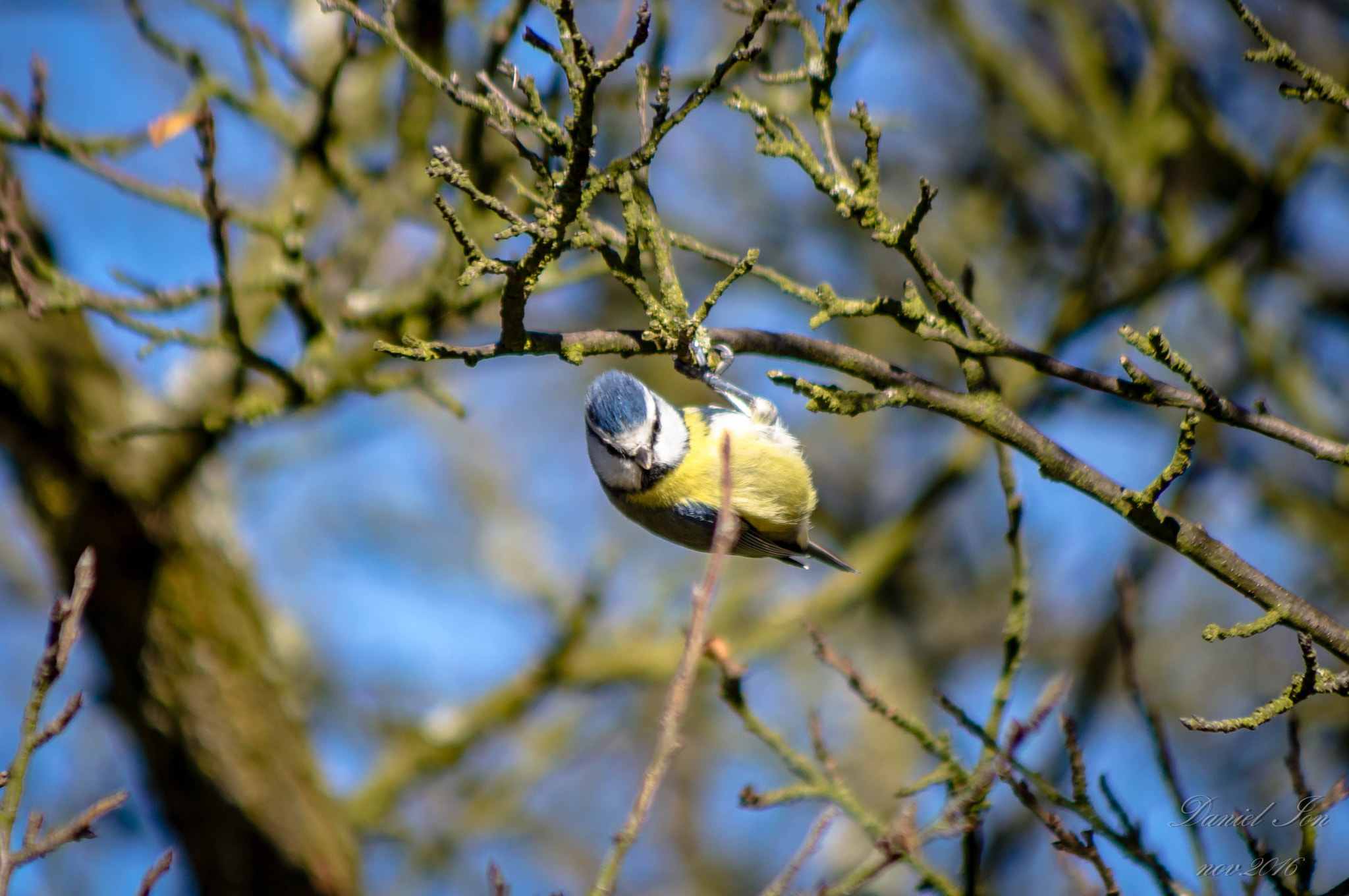 Pentax K-x + smc PENTAX-FA 80-320mm F4.5-5.6 sample photo. Parus caeruleus photography