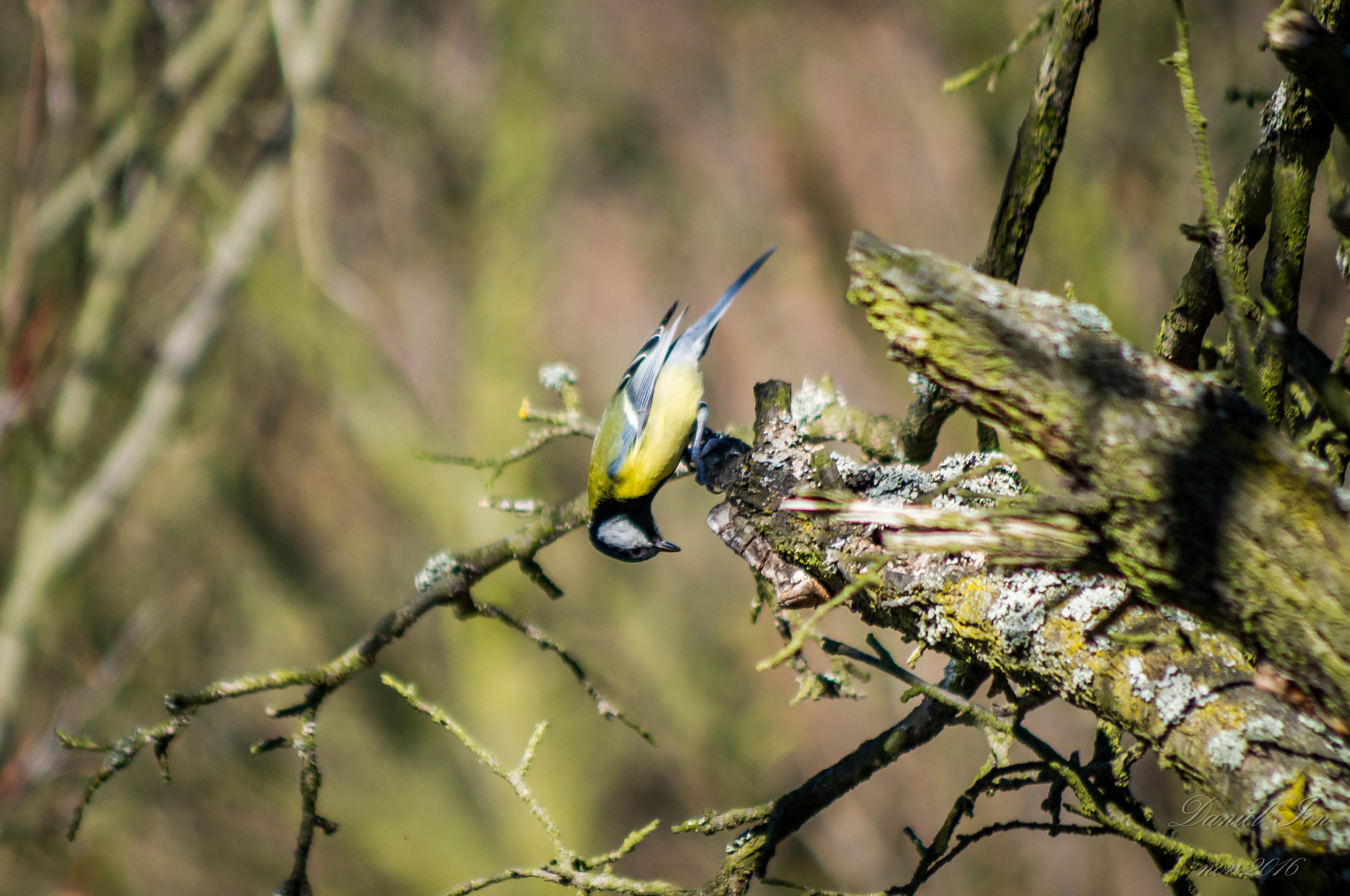 Pentax K-x sample photo. Parus major photography