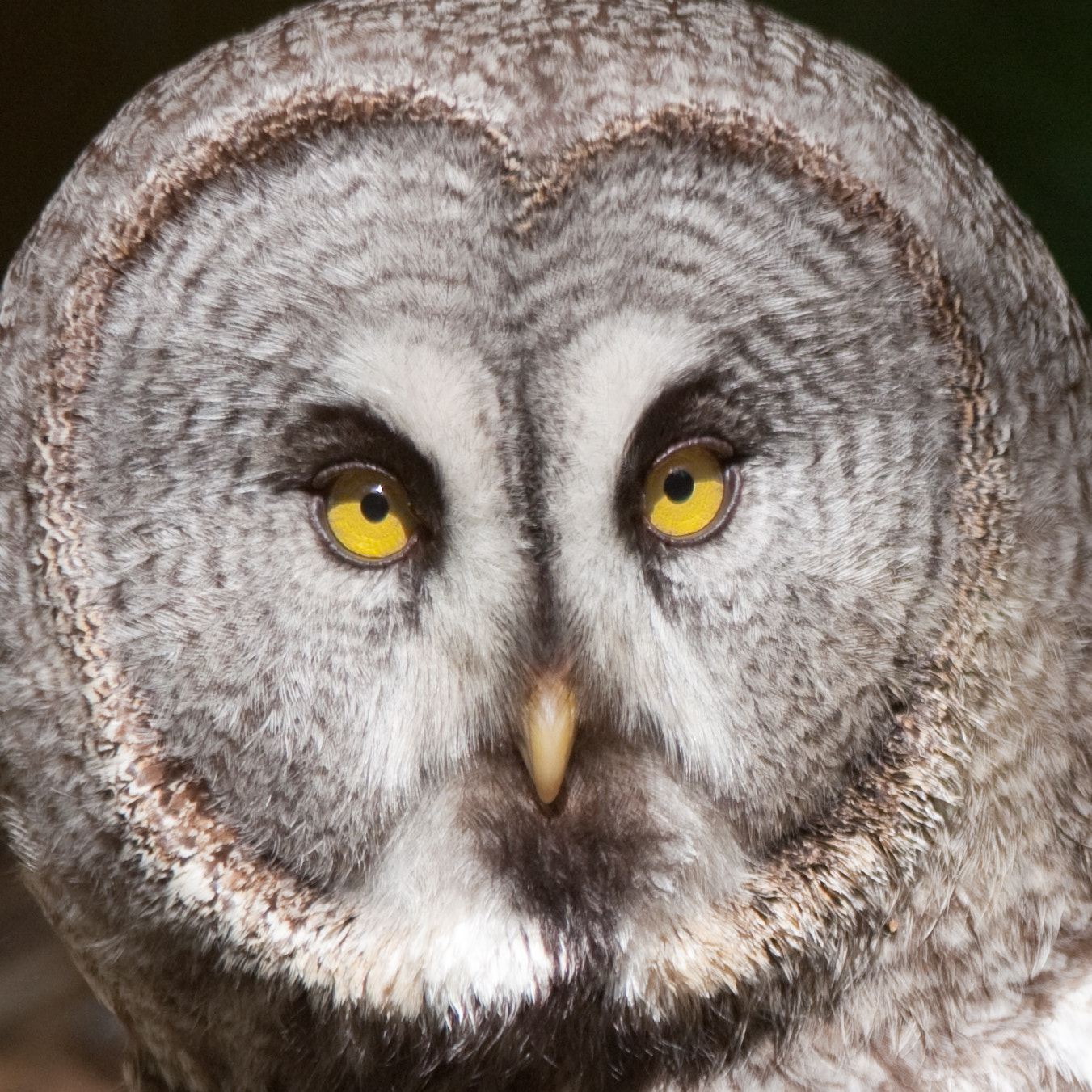 Canon EF 70-300mm F4-5.6 IS USM sample photo. Look into my eyes photography