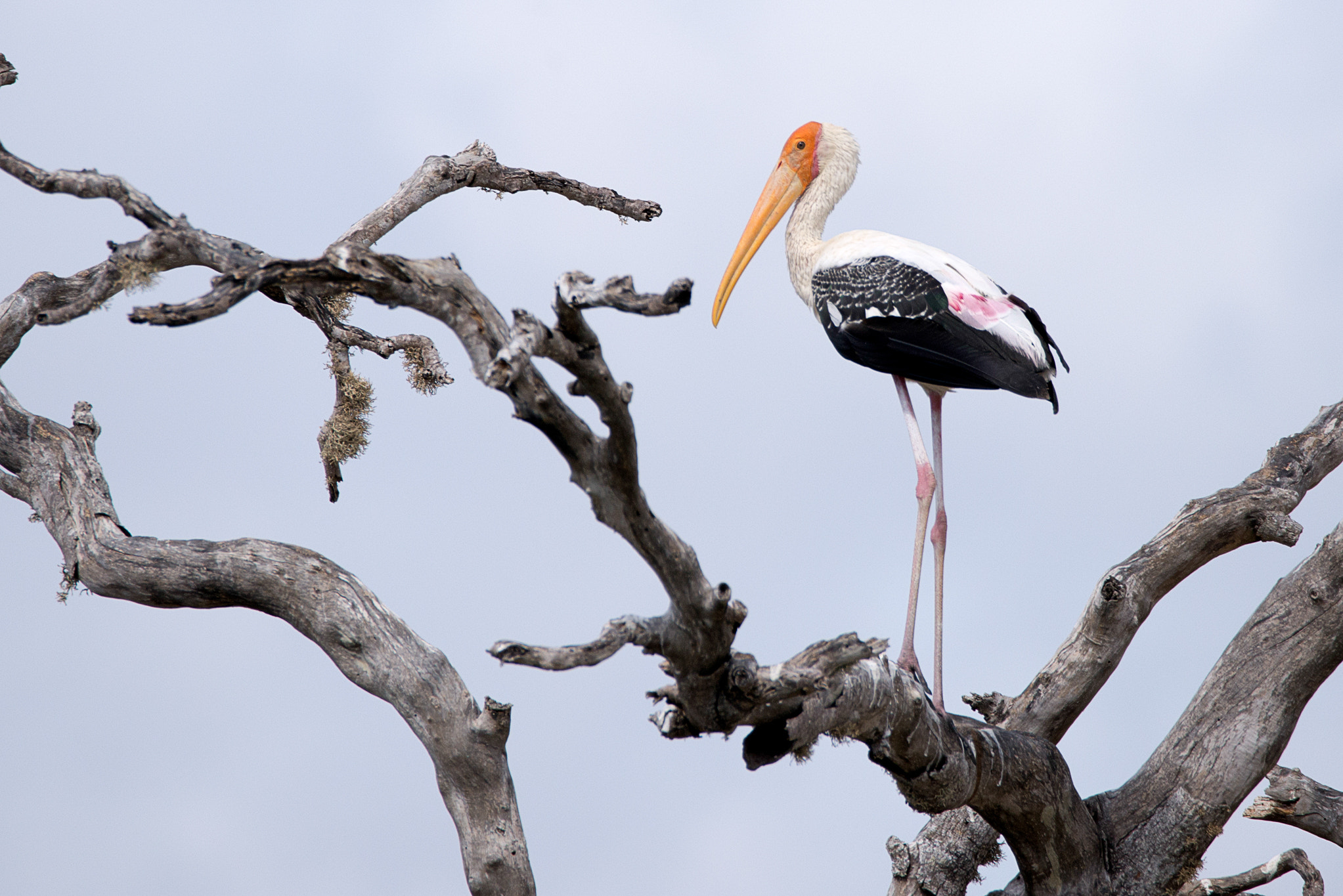Sigma 150-600mm F5-6.3 DG OS HSM | C sample photo. Painted stork photography