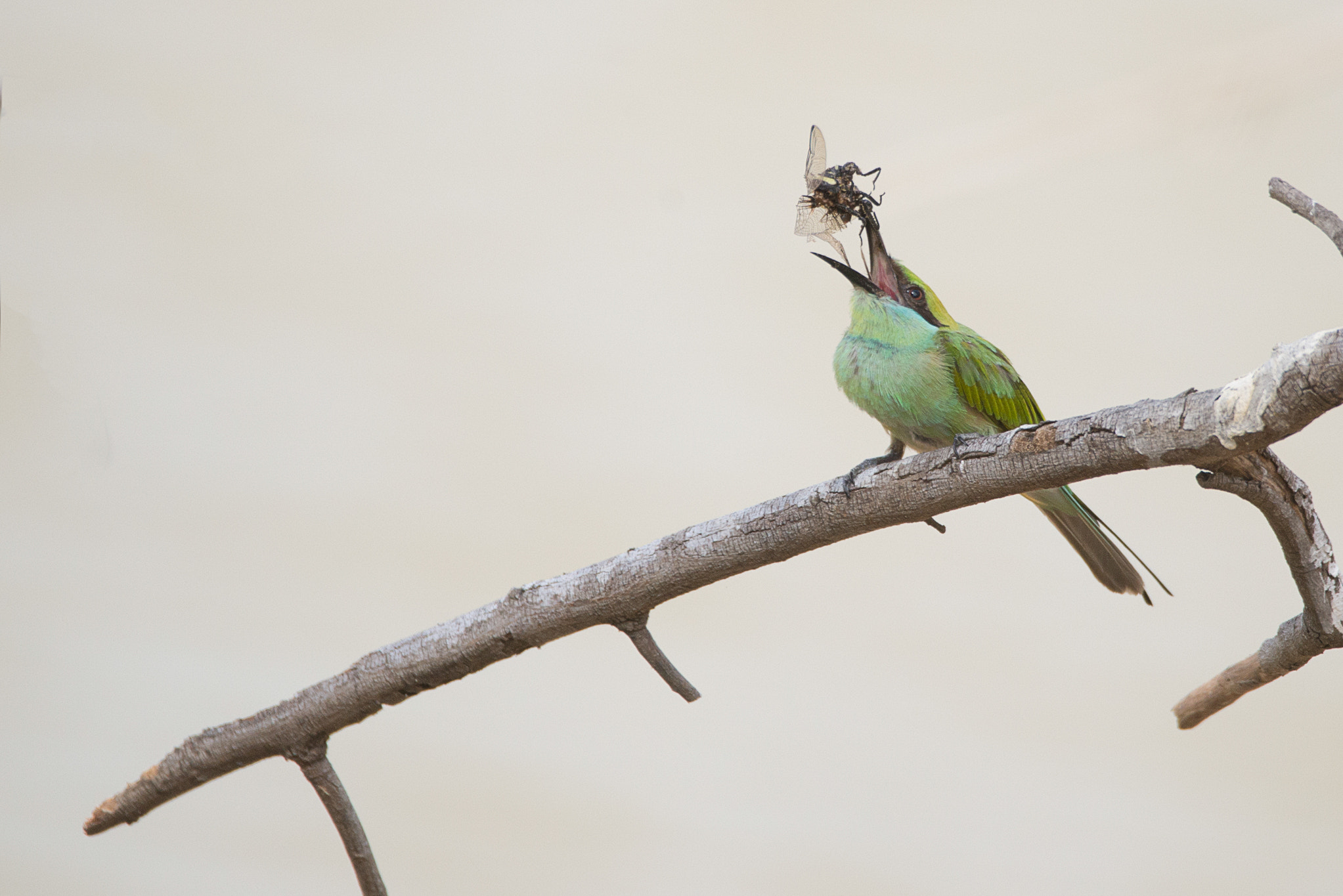 Nikon D610 sample photo. Green bee-eater photography