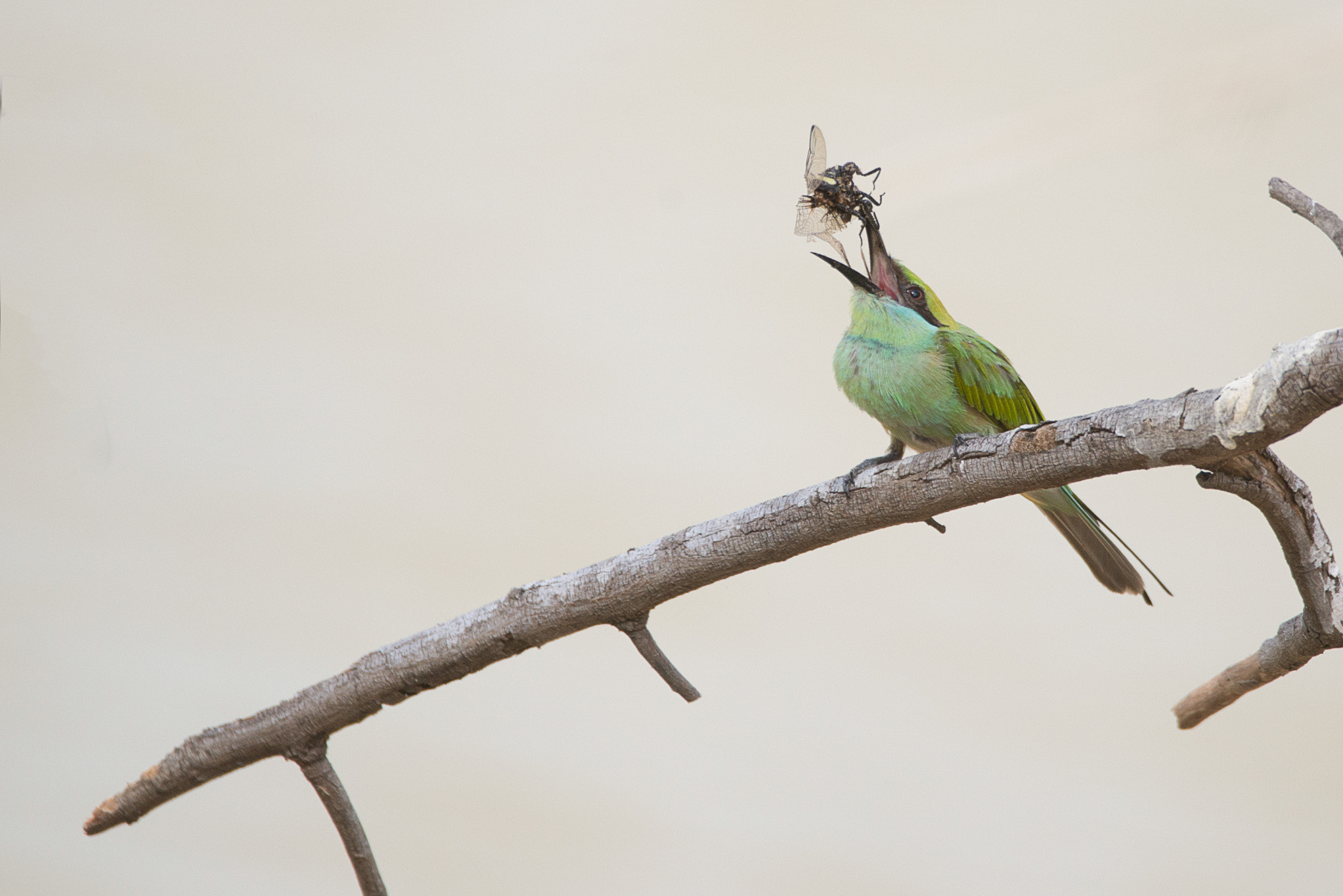 Sigma 150-600mm F5-6.3 DG OS HSM | C sample photo. Green bee-eater photography
