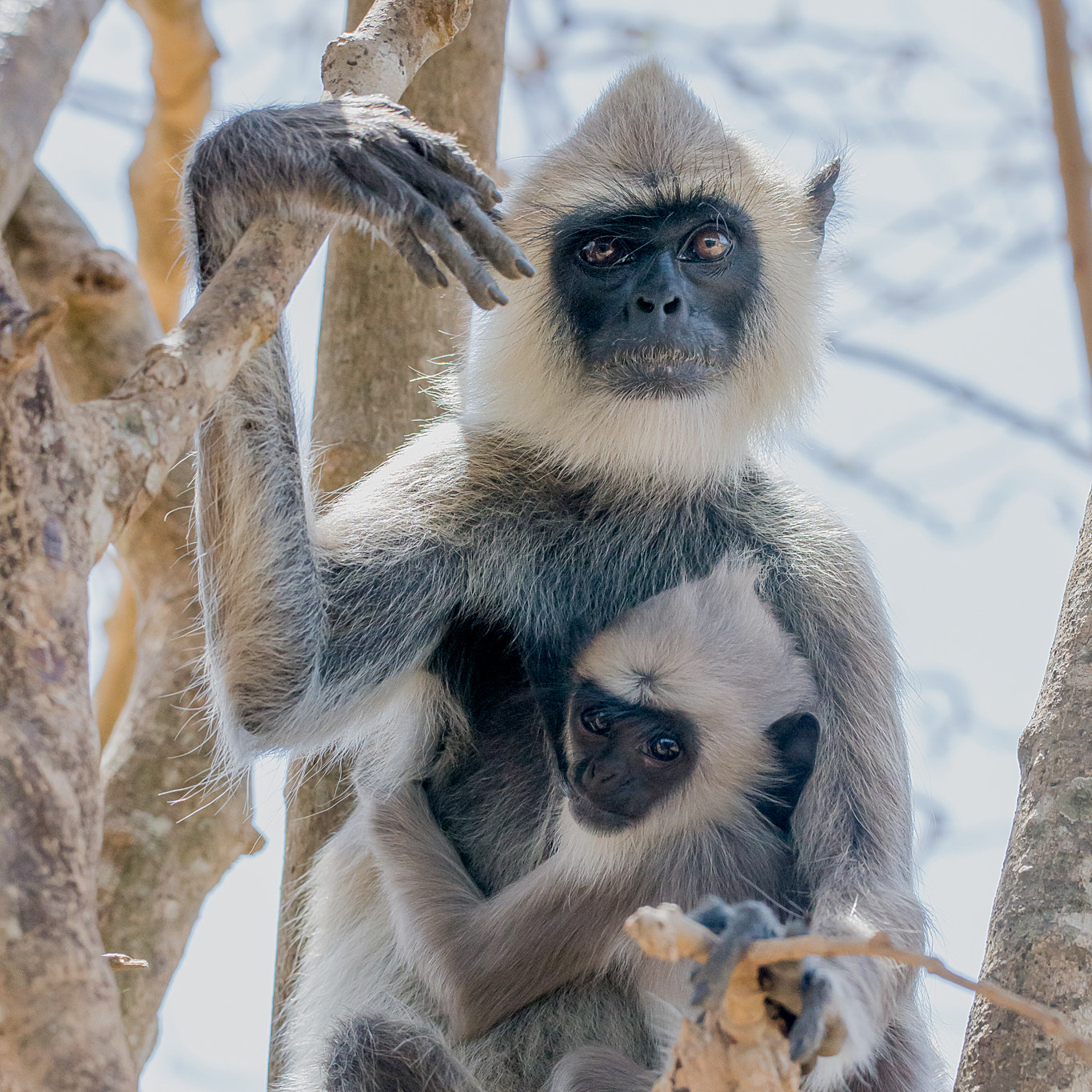 Sigma 150-600mm F5-6.3 DG OS HSM | C sample photo. Tufted gray langur photography