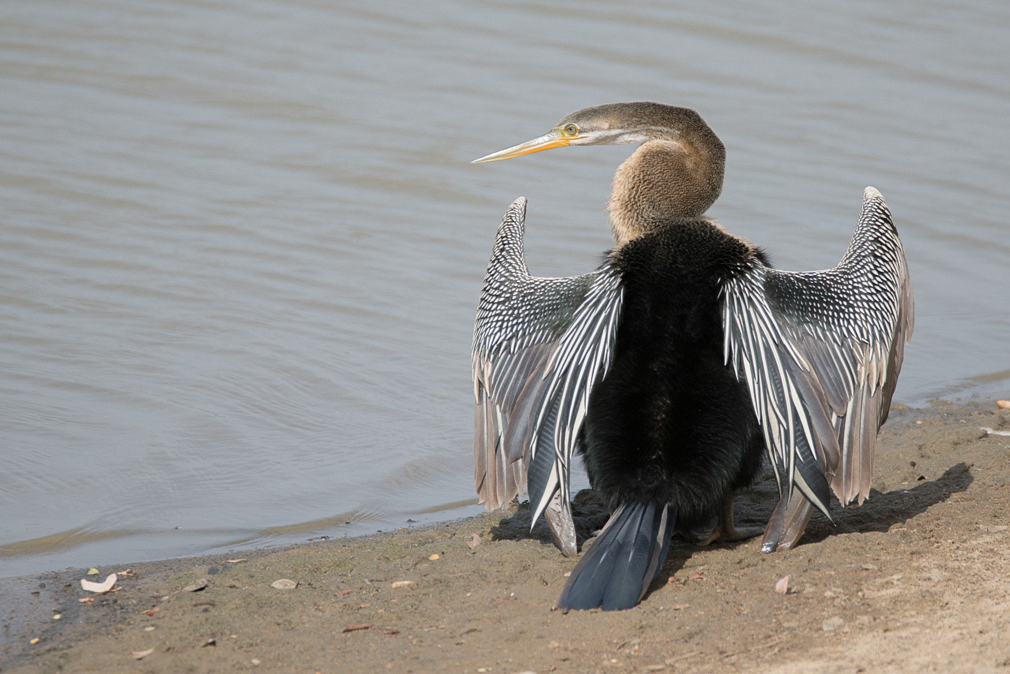 Sigma 150-600mm F5-6.3 DG OS HSM | C sample photo. Darter photography