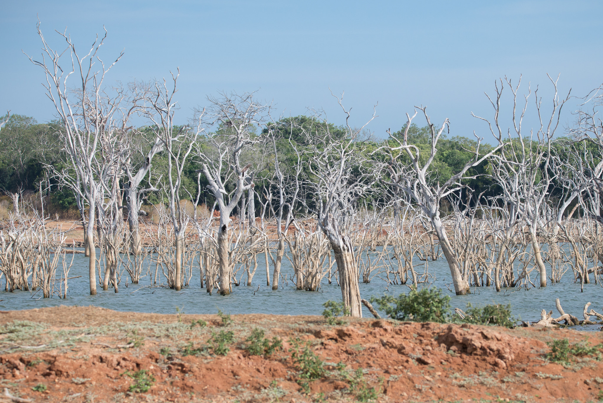Sigma 150-600mm F5-6.3 DG OS HSM | C sample photo. Yala, national park photography