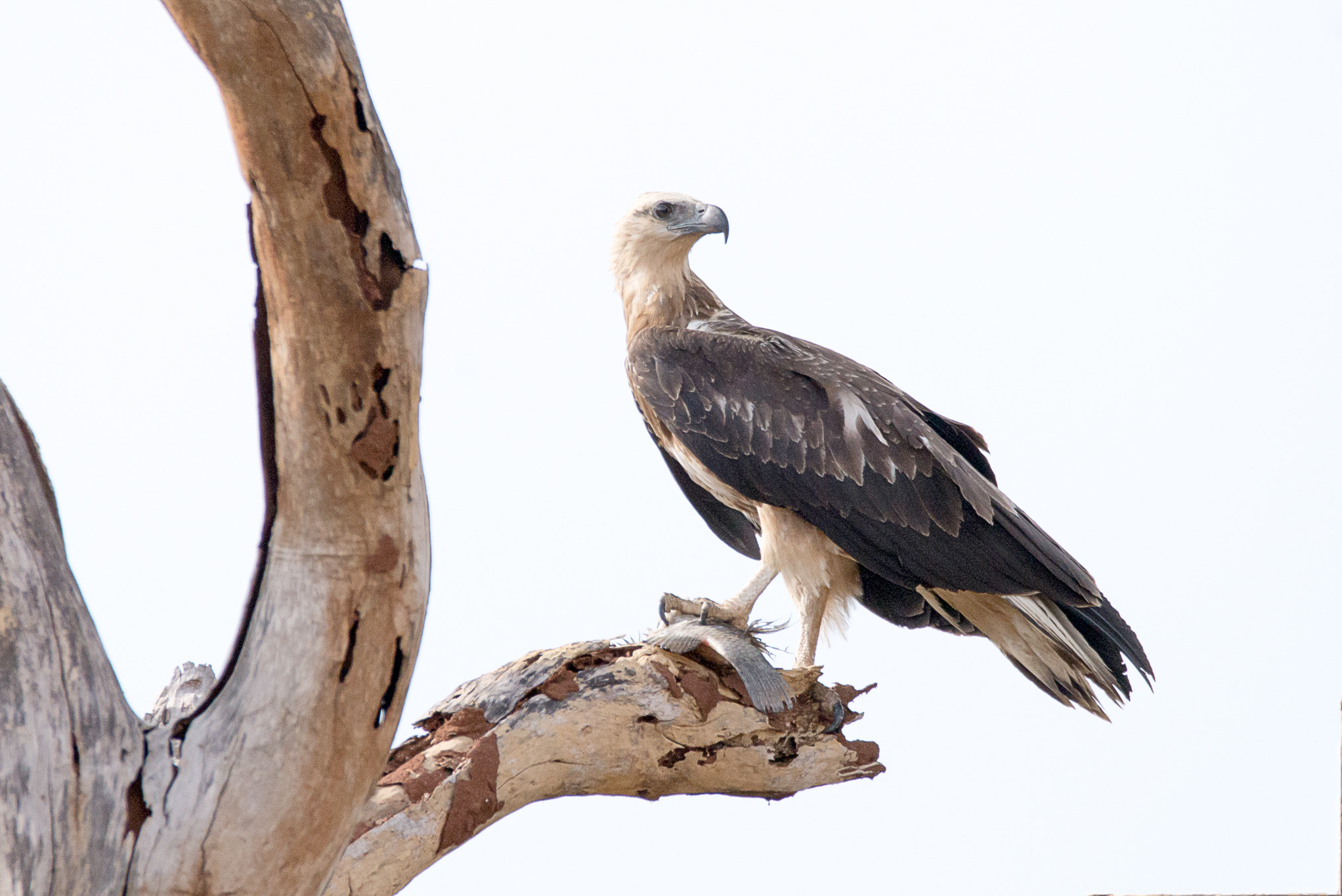 Sigma 150-600mm F5-6.3 DG OS HSM | C sample photo. White-bellied sea-eagle photography