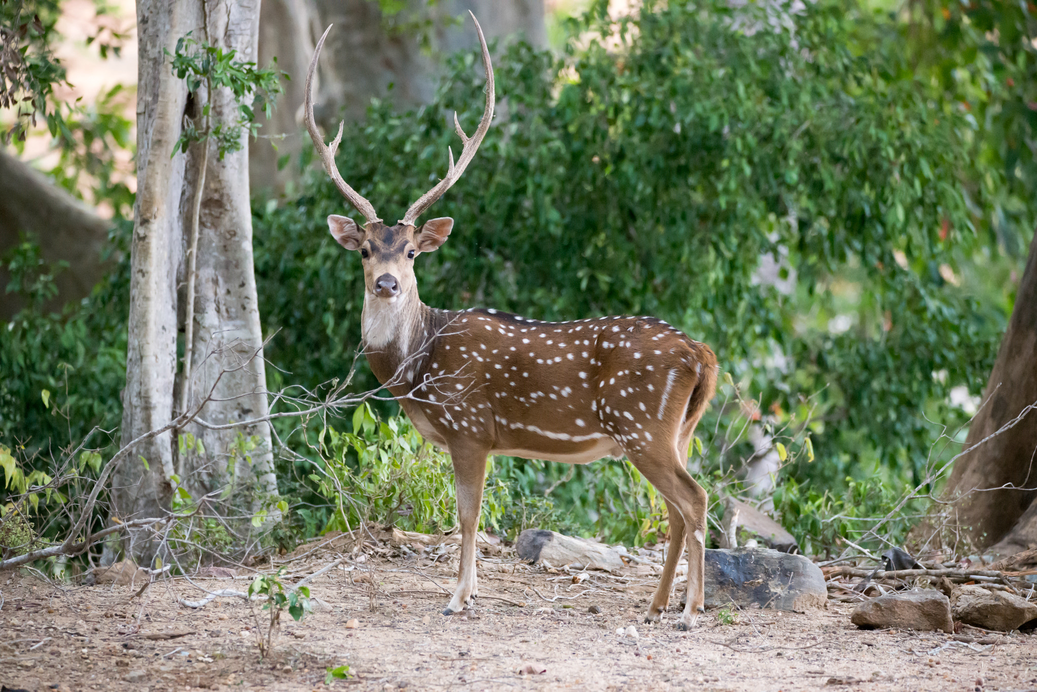 Nikon D610 sample photo. Spotted deer photography
