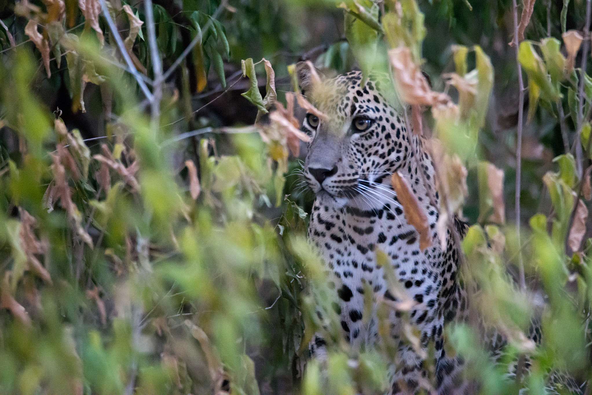 Sigma 150-600mm F5-6.3 DG OS HSM | C sample photo. Leopard photography