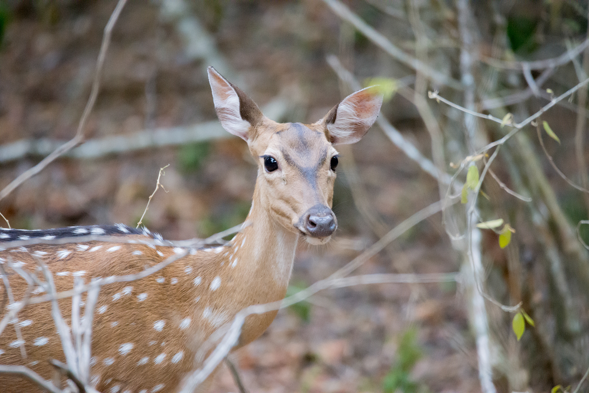 Nikon D610 sample photo. Spotted deer photography