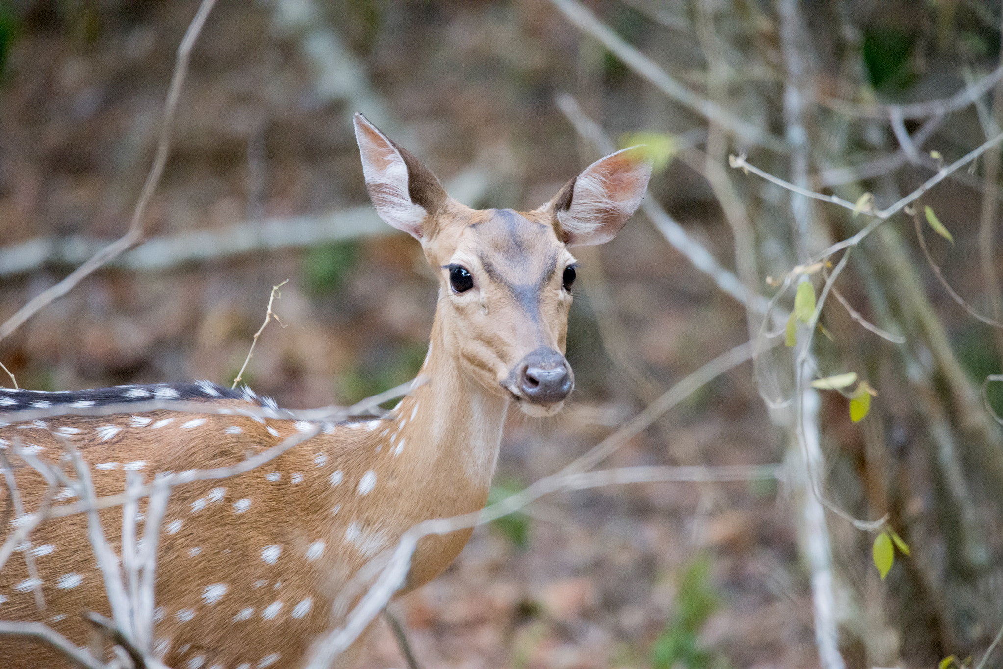 Sigma 150-600mm F5-6.3 DG OS HSM | C sample photo. Spotted deer photography