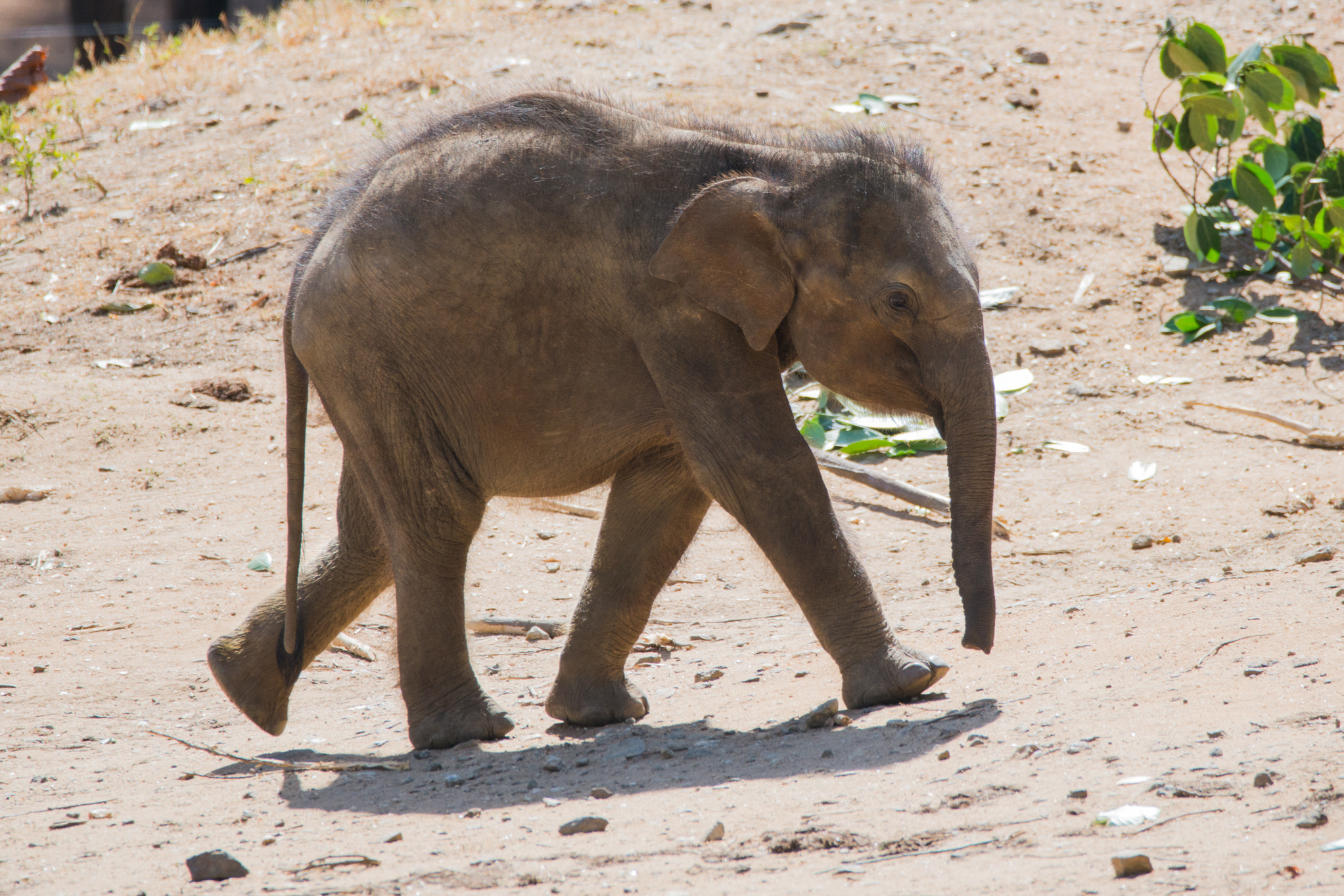 Nikon D610 sample photo. Sri lankan elephant photography
