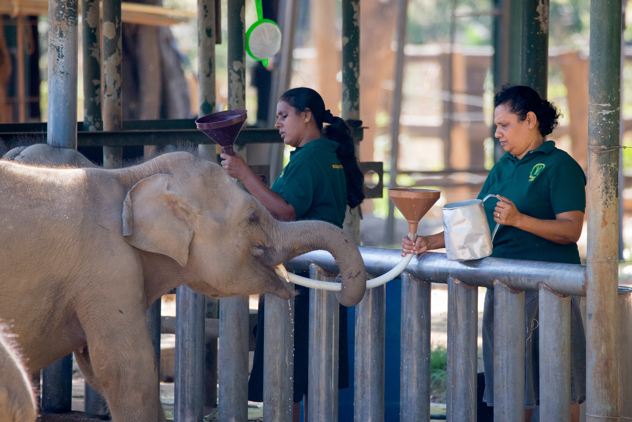 Sigma 150-600mm F5-6.3 DG OS HSM | C sample photo. Sri lankan elephant photography