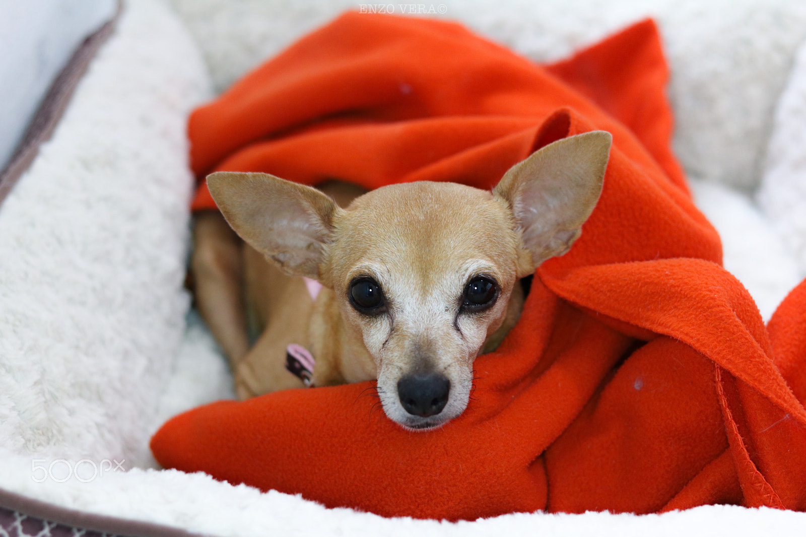 Canon EOS 760D (EOS Rebel T6s / EOS 8000D) sample photo. Dog photography