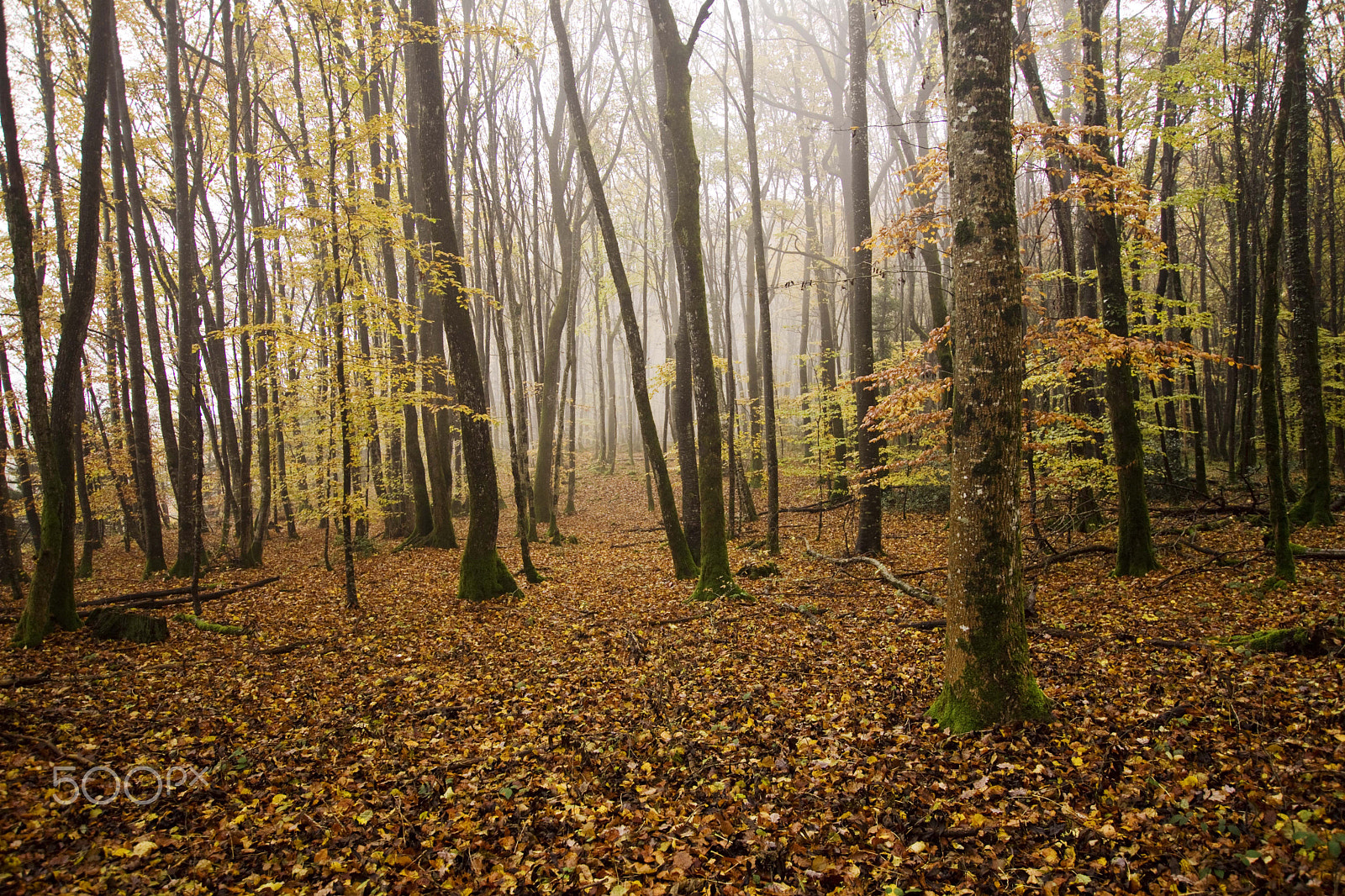 Sony SLT-A77 + Sigma 10-20mm F3.5 EX DC HSM sample photo. Ethereal woods photography