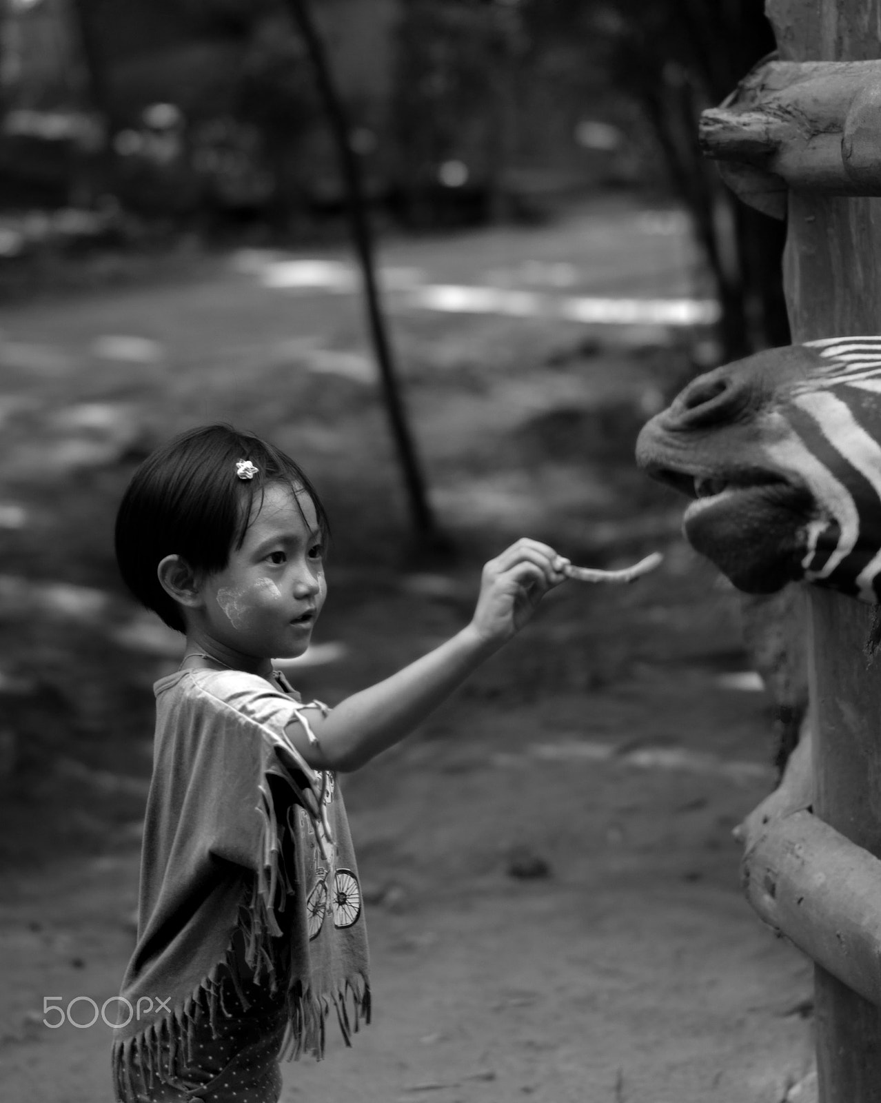 Olympus E-620 (EVOLT E-620) + OLYMPUS 50mm Lens sample photo. Girl feeding zebra photography