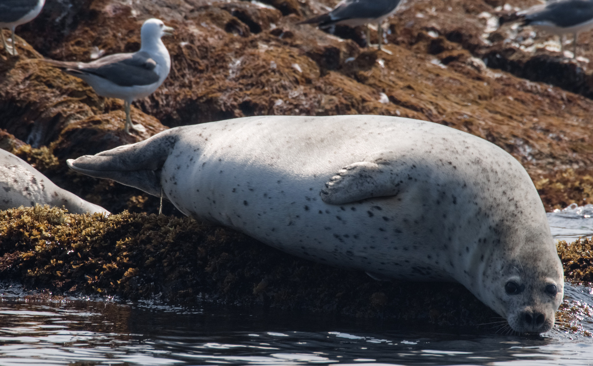 Olympus OM-D E-M5 + OLYMPUS M.75-300mm F4.8-6.7 sample photo. Seal - phoca largha photography