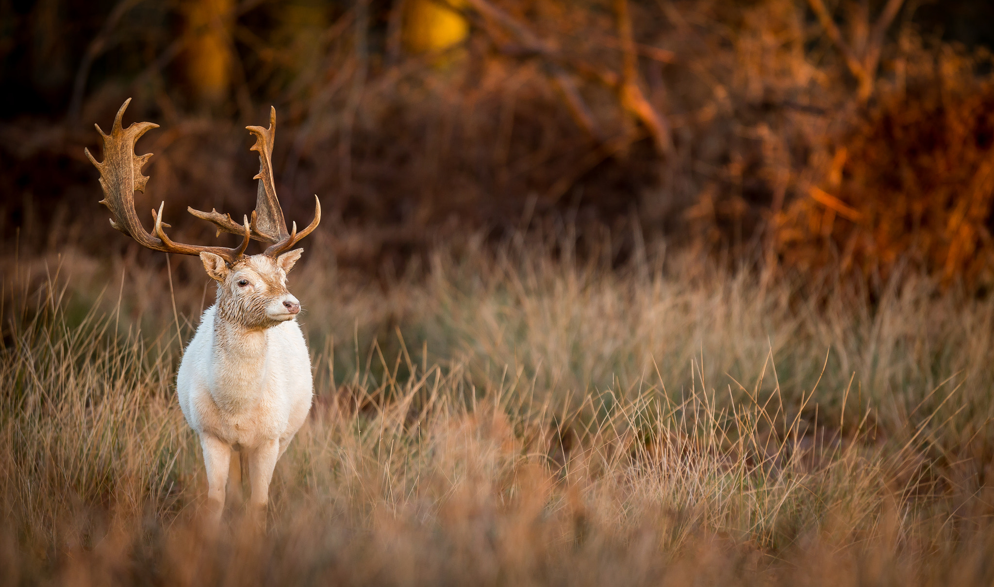 Canon EF 300mm F2.8L IS USM sample photo. White hart photography