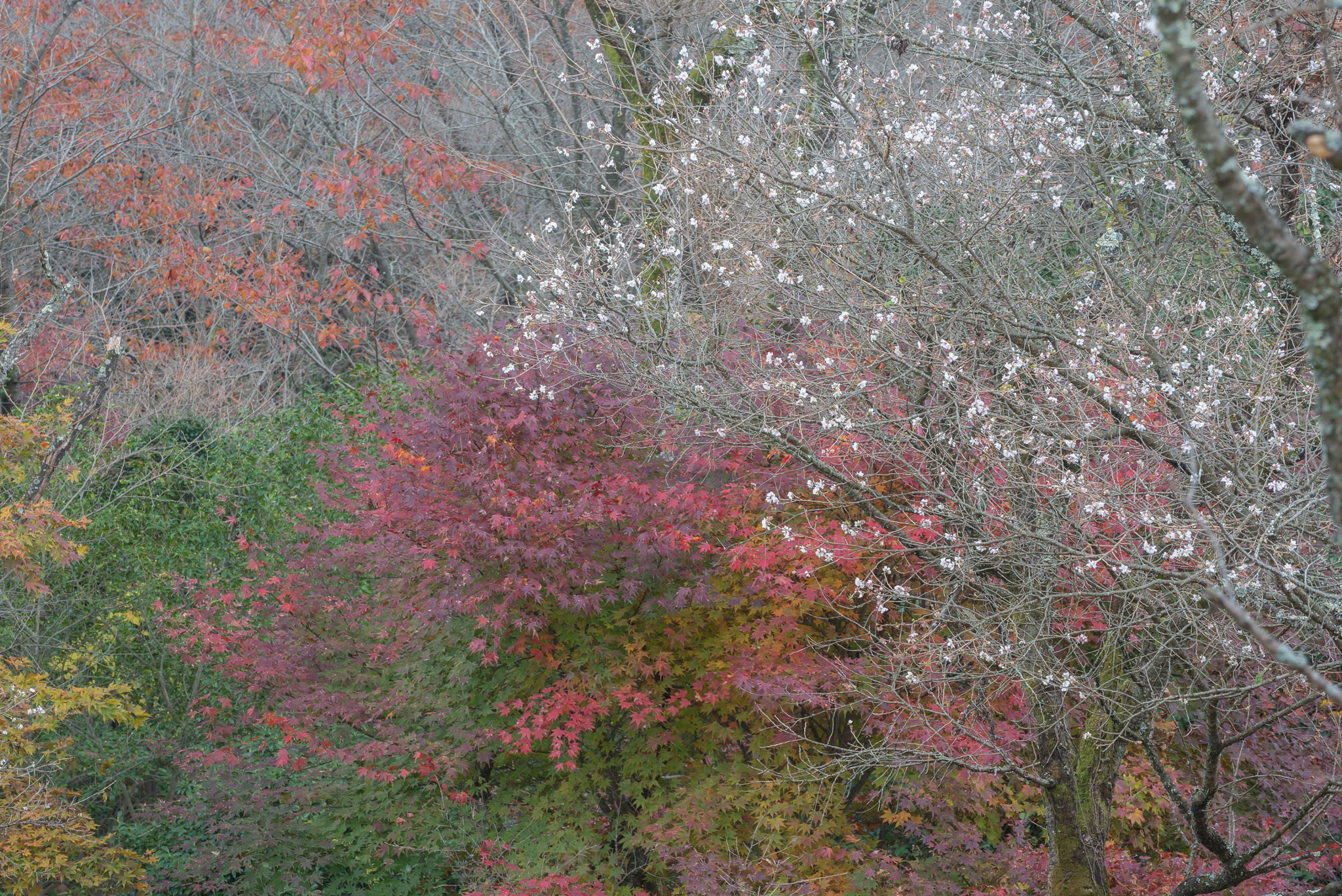 Nikon D800 sample photo. Autumn color 秋彩重ね photography