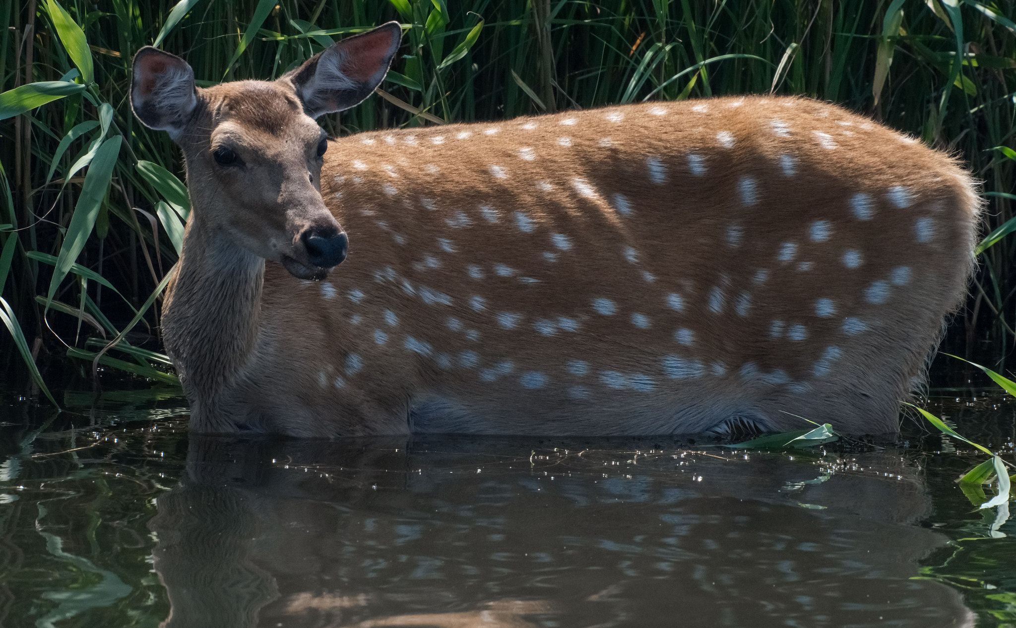 OLYMPUS M.75-300mm F4.8-6.7 sample photo. Cervus nippon photography