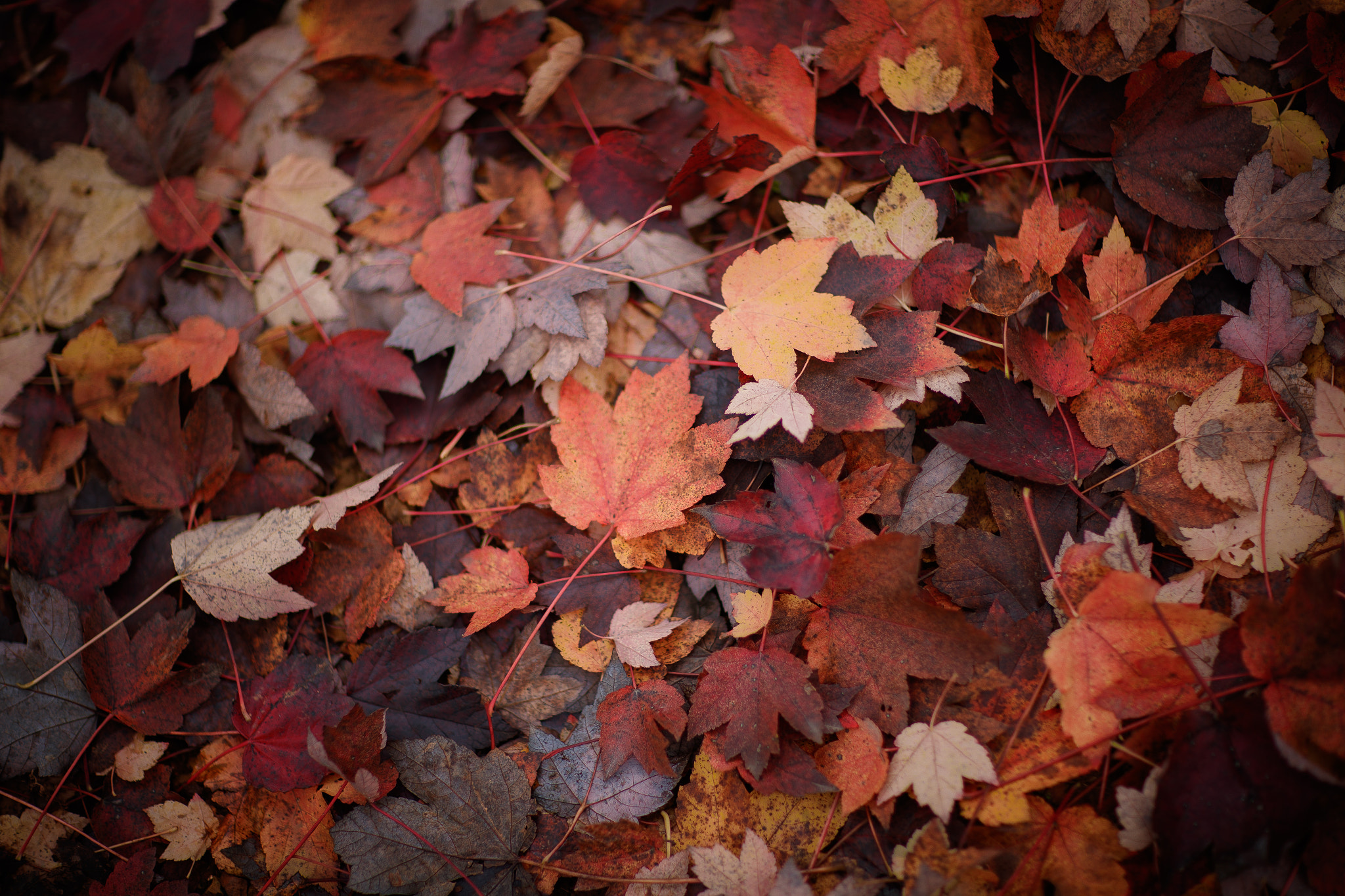 Canon EF 85mm F1.2L II USM sample photo